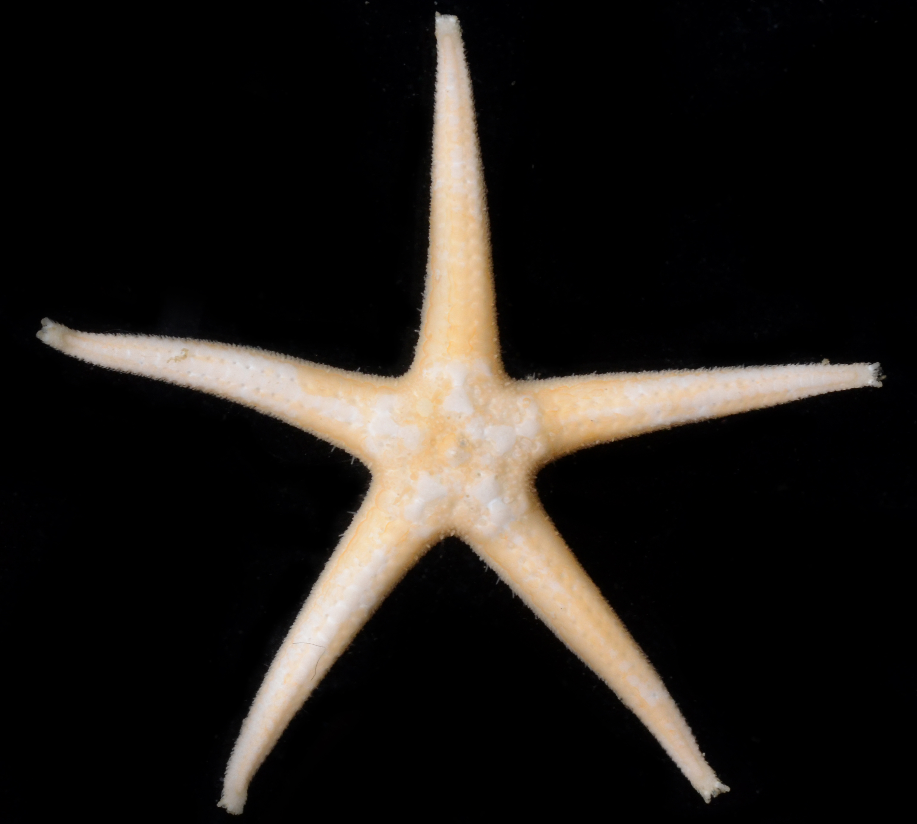 Doraster constellatus image