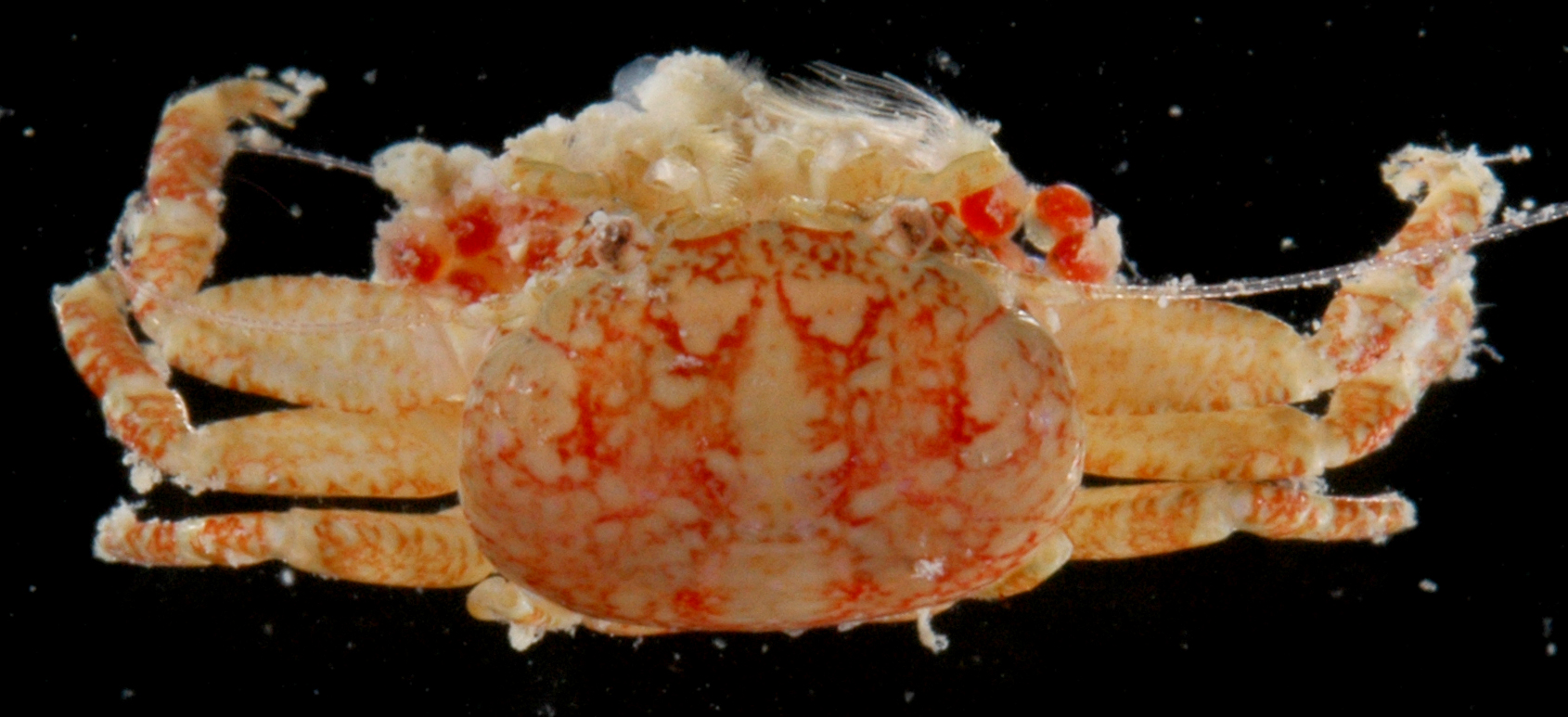 Polyonyx obesulus image
