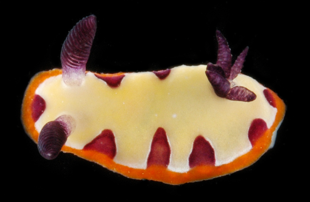 Goniobranchus fidelis image