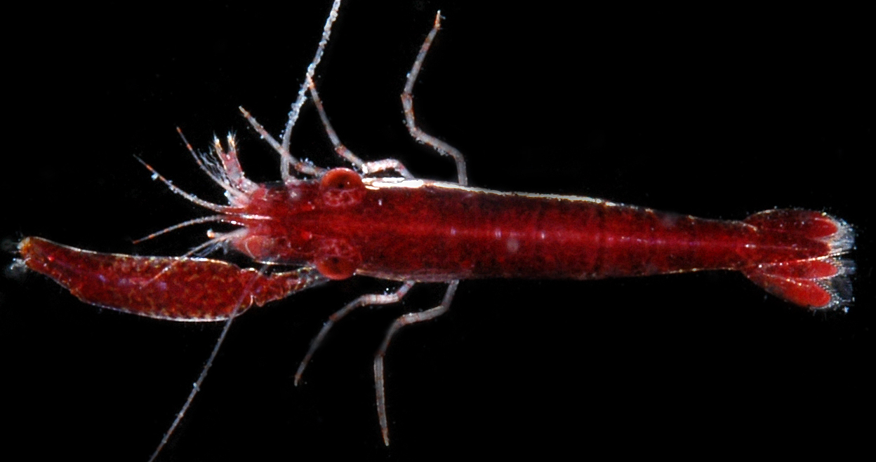 Pontoniopsis image