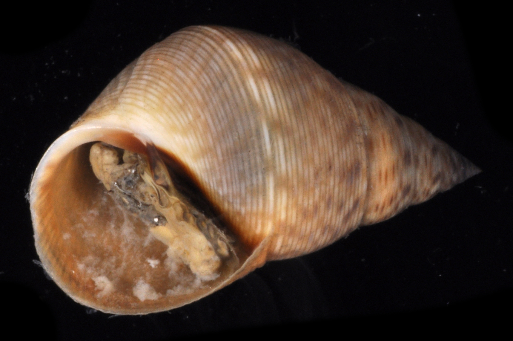 Littoraria angulifera thumbnail