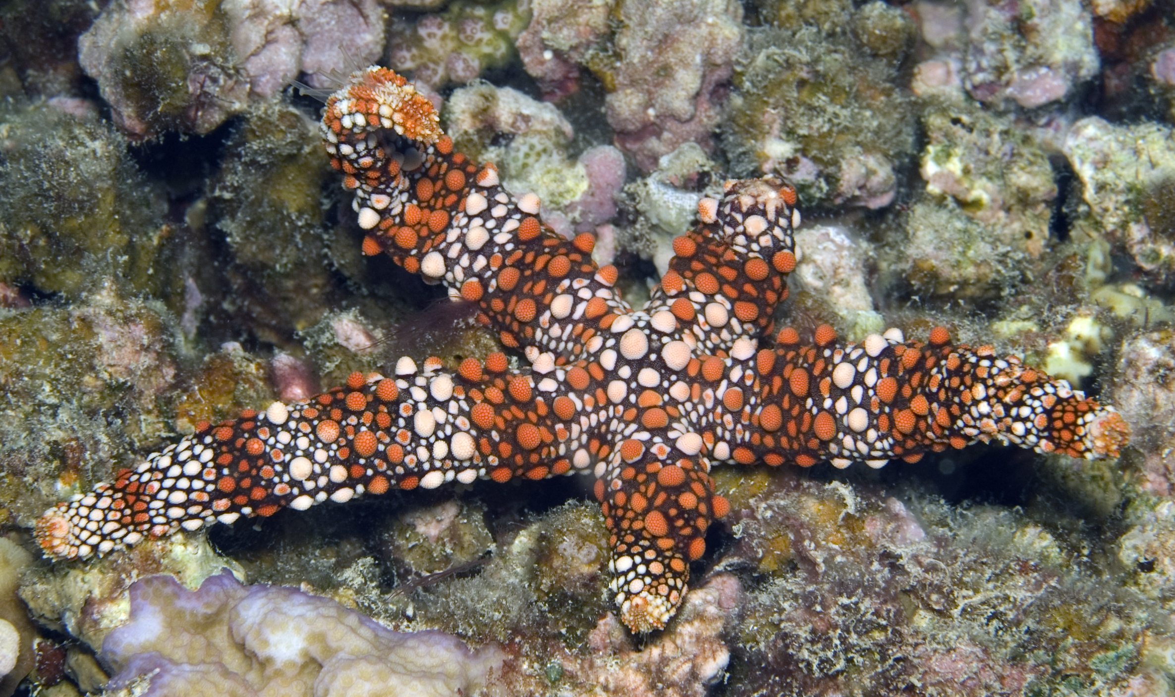 Nardoa gomophia