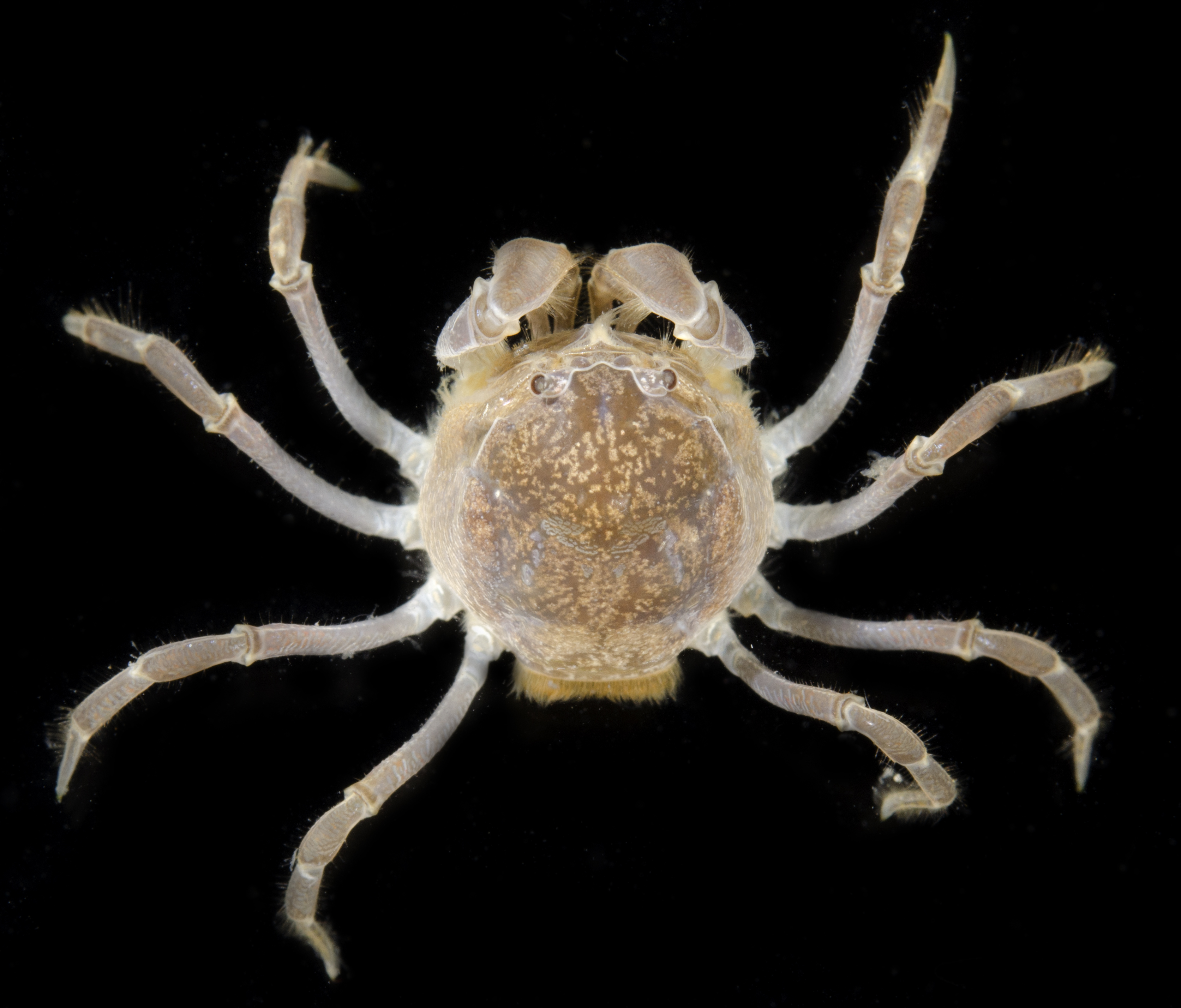 Mictyris longicarpus thumbnail
