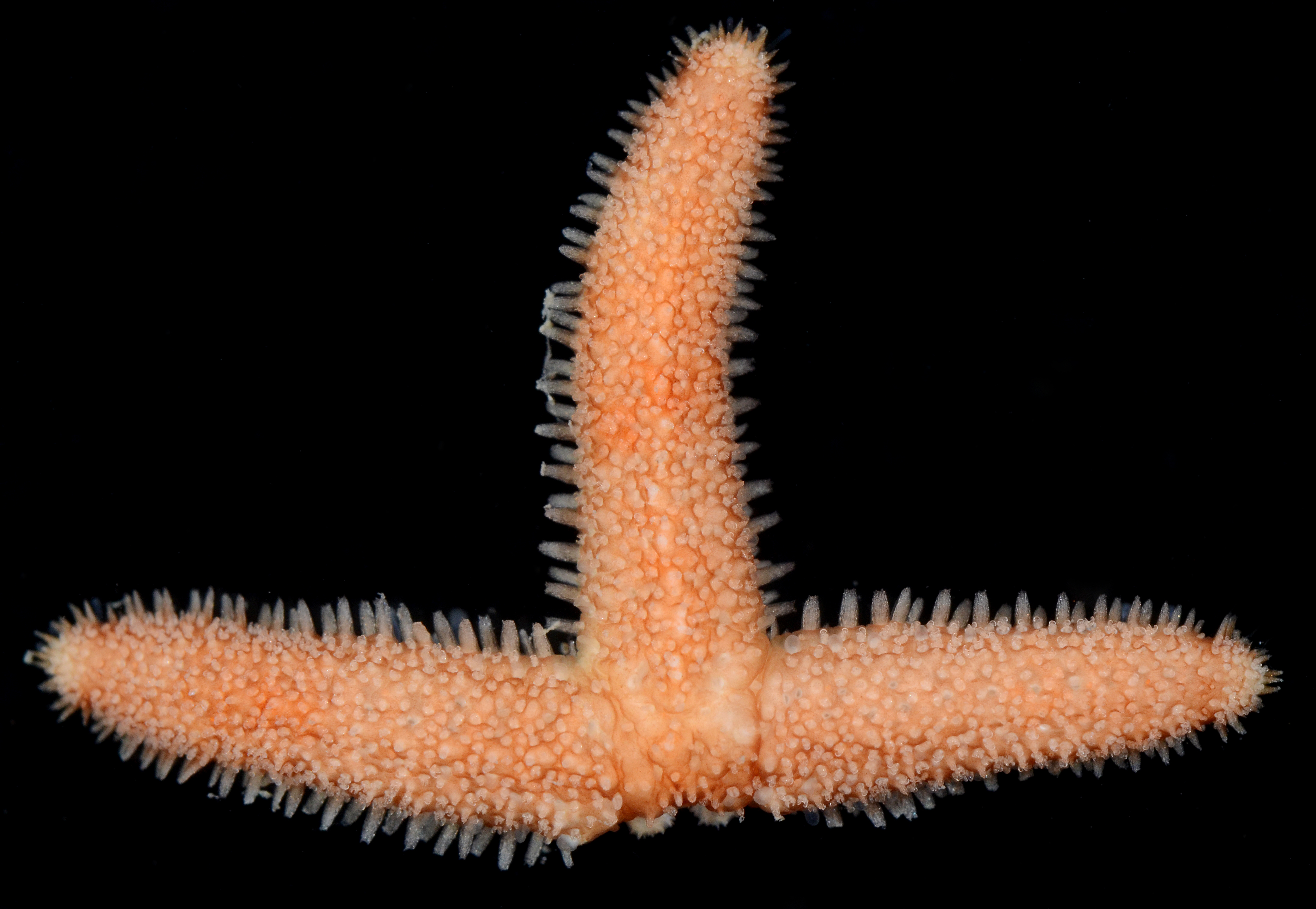 Allostichaster capensis