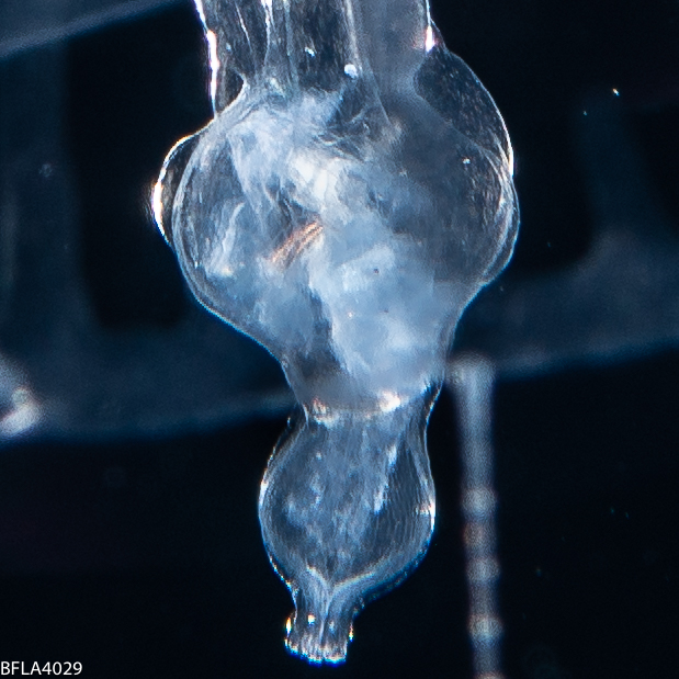 Geryonia proboscidalis