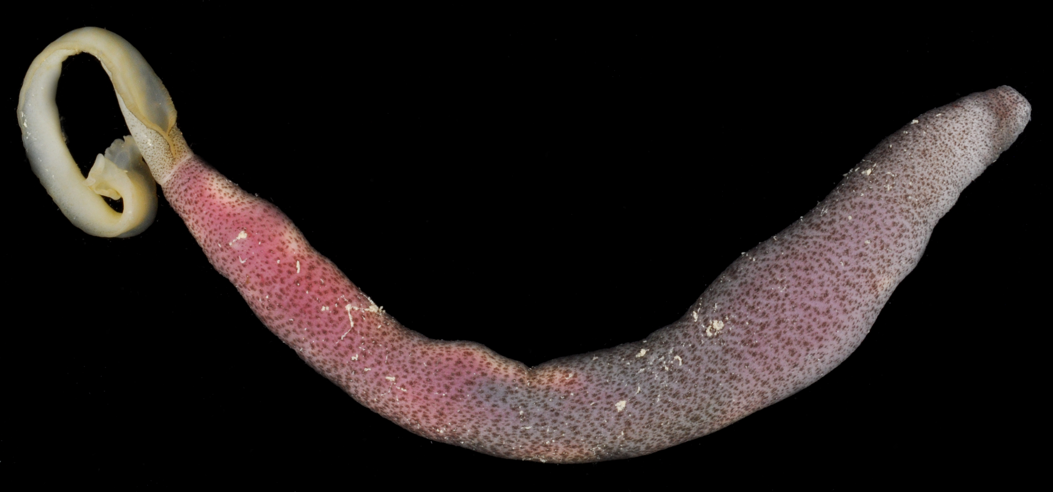 Thalassematidae image