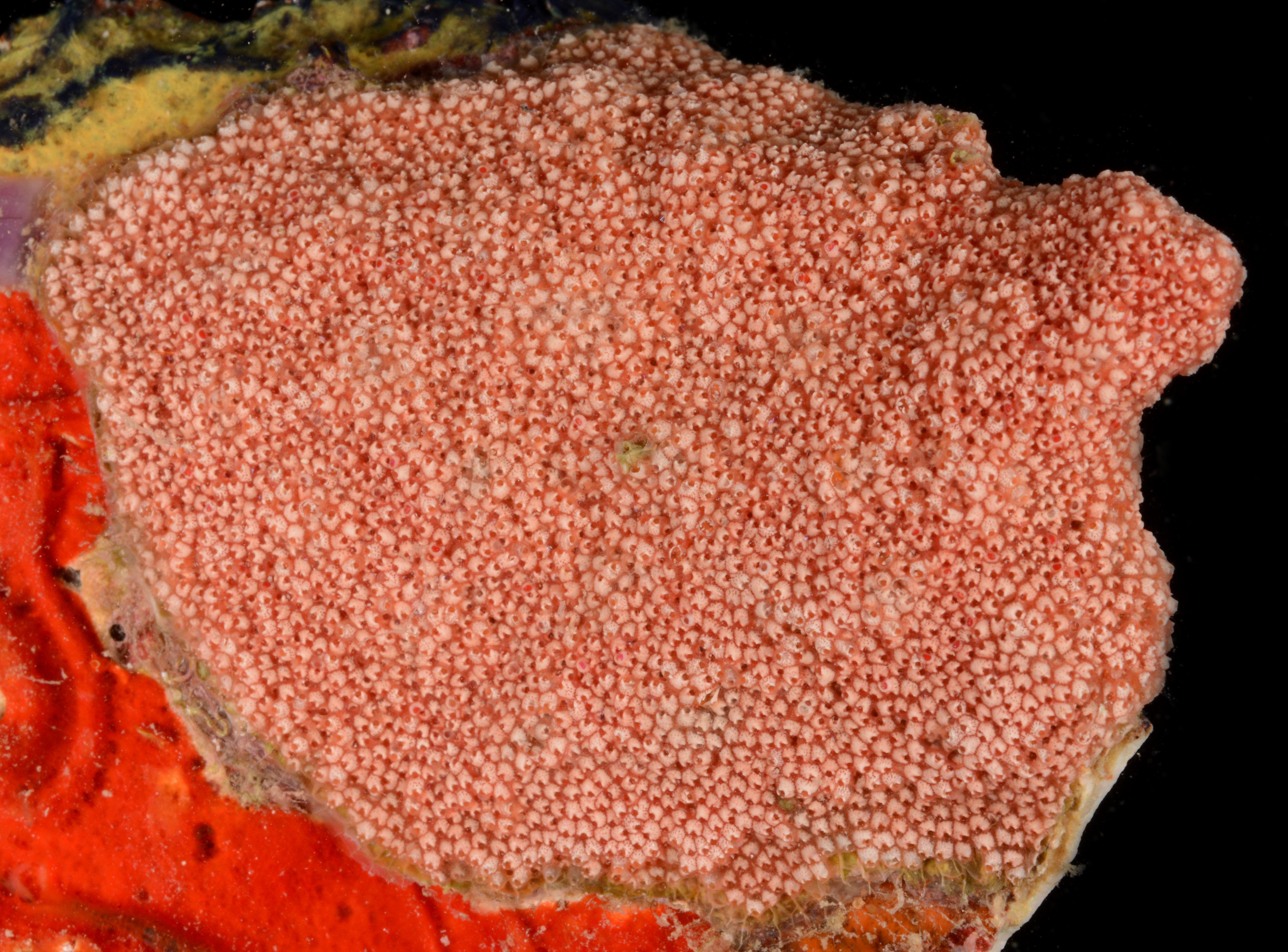 Stomachetosellidae image