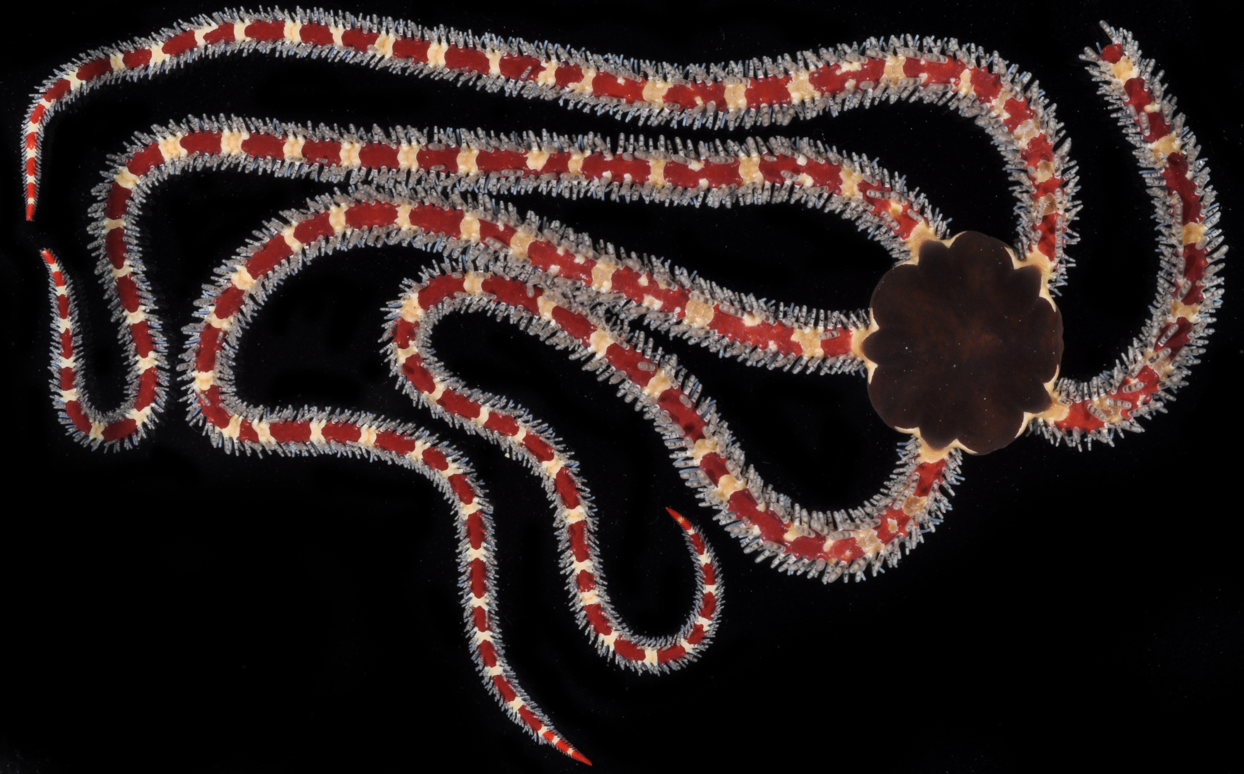 Ophiomastix elegans image