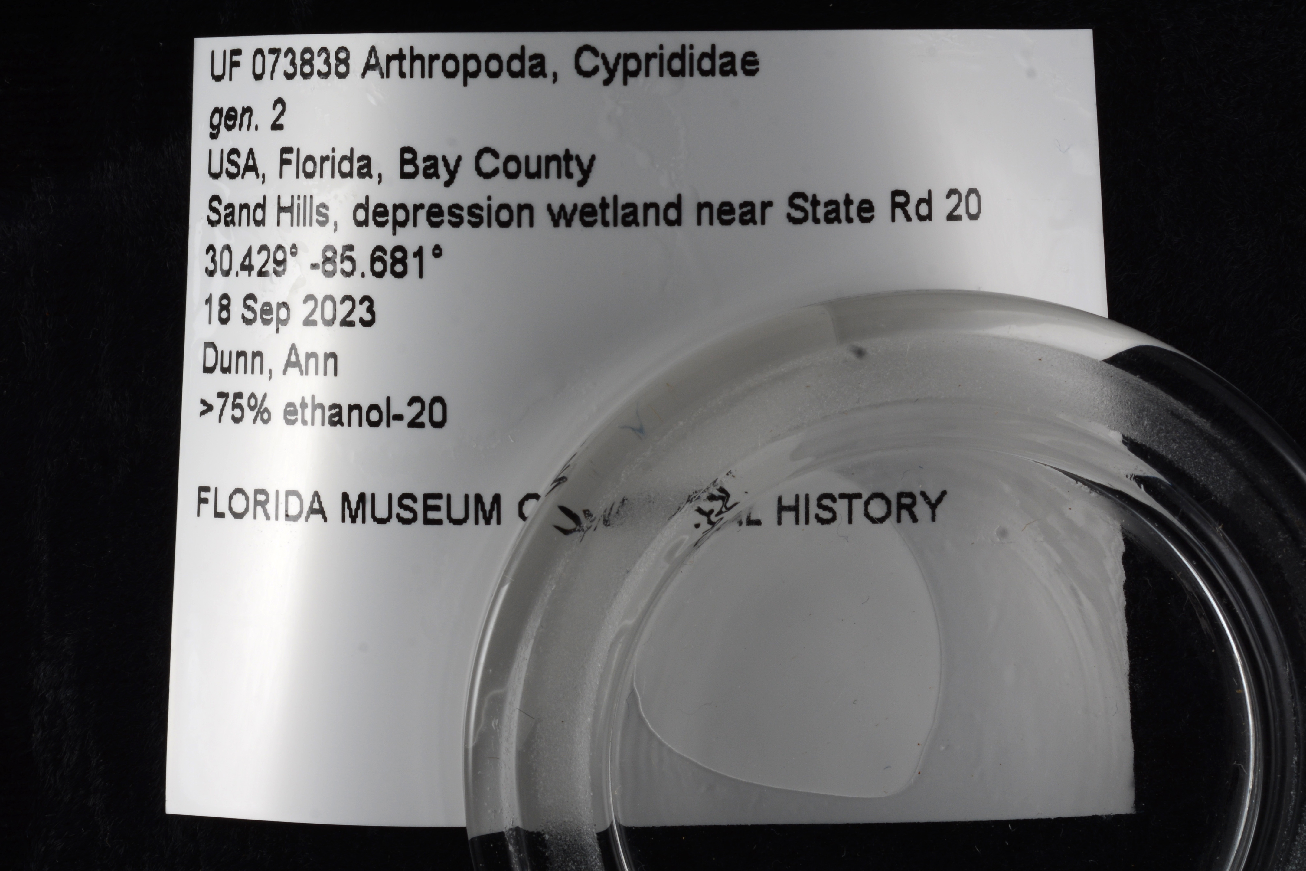 Cyprididae