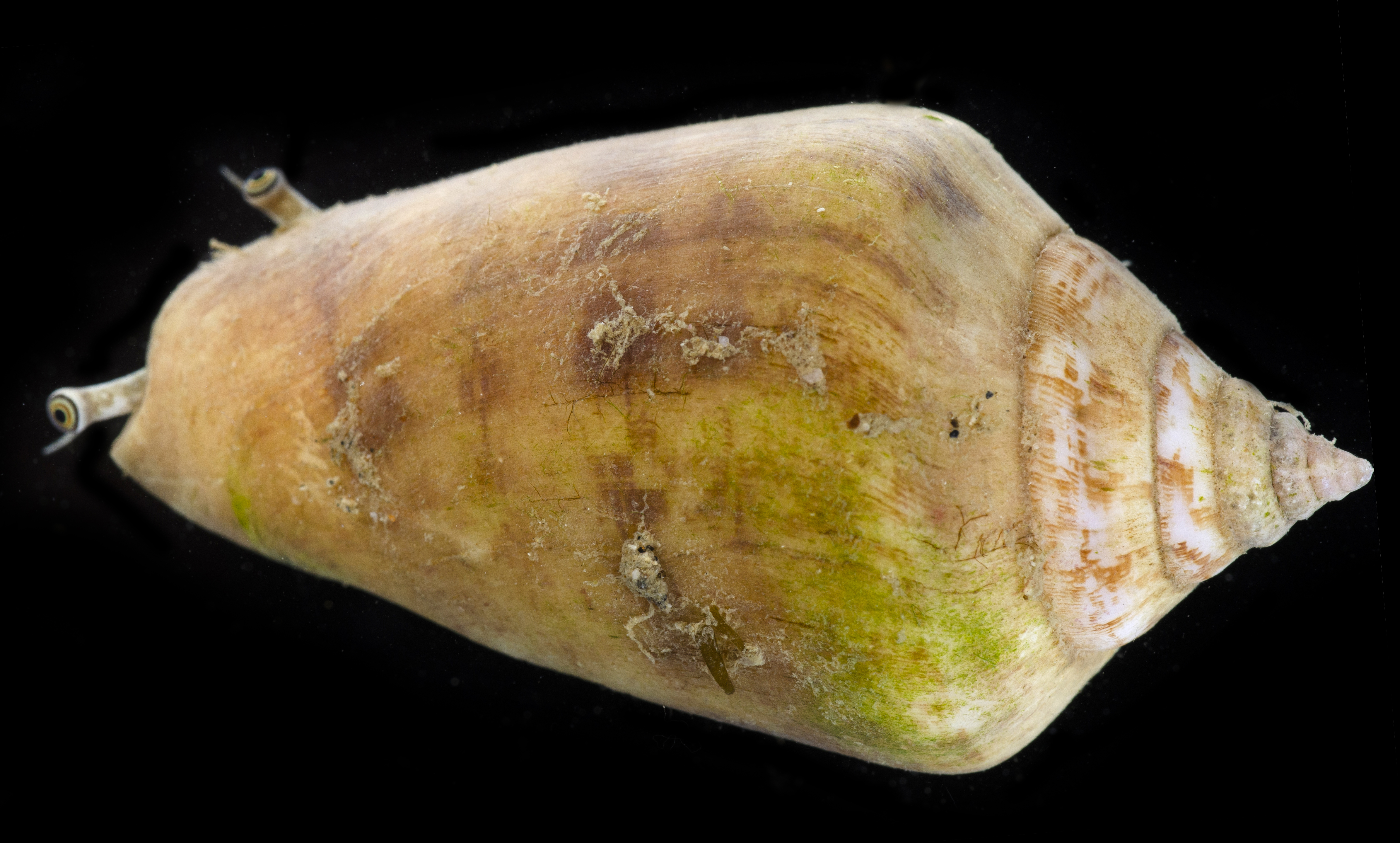 Conomurex persicus image