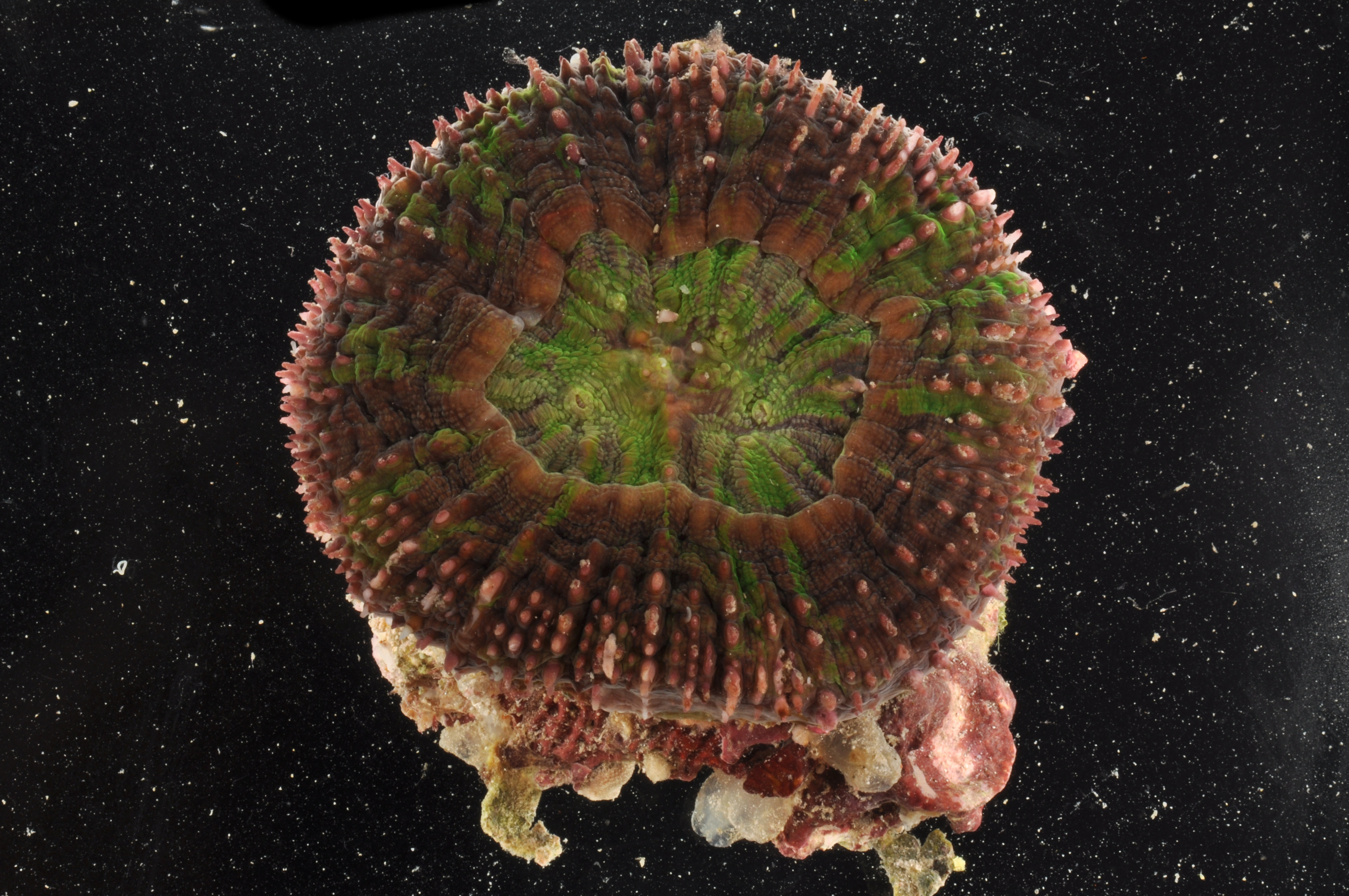 Scolymia thumbnail