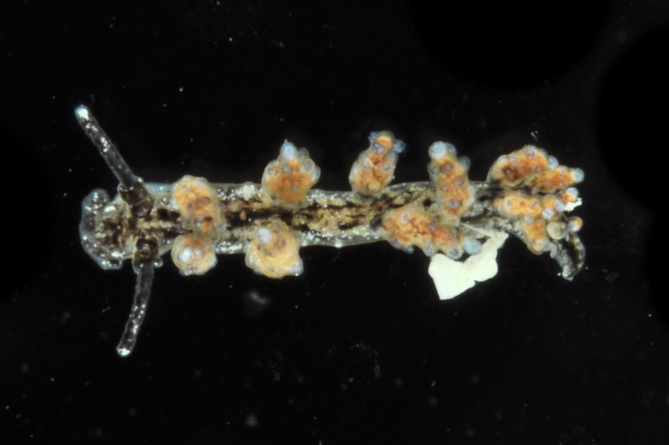 Fionidae
