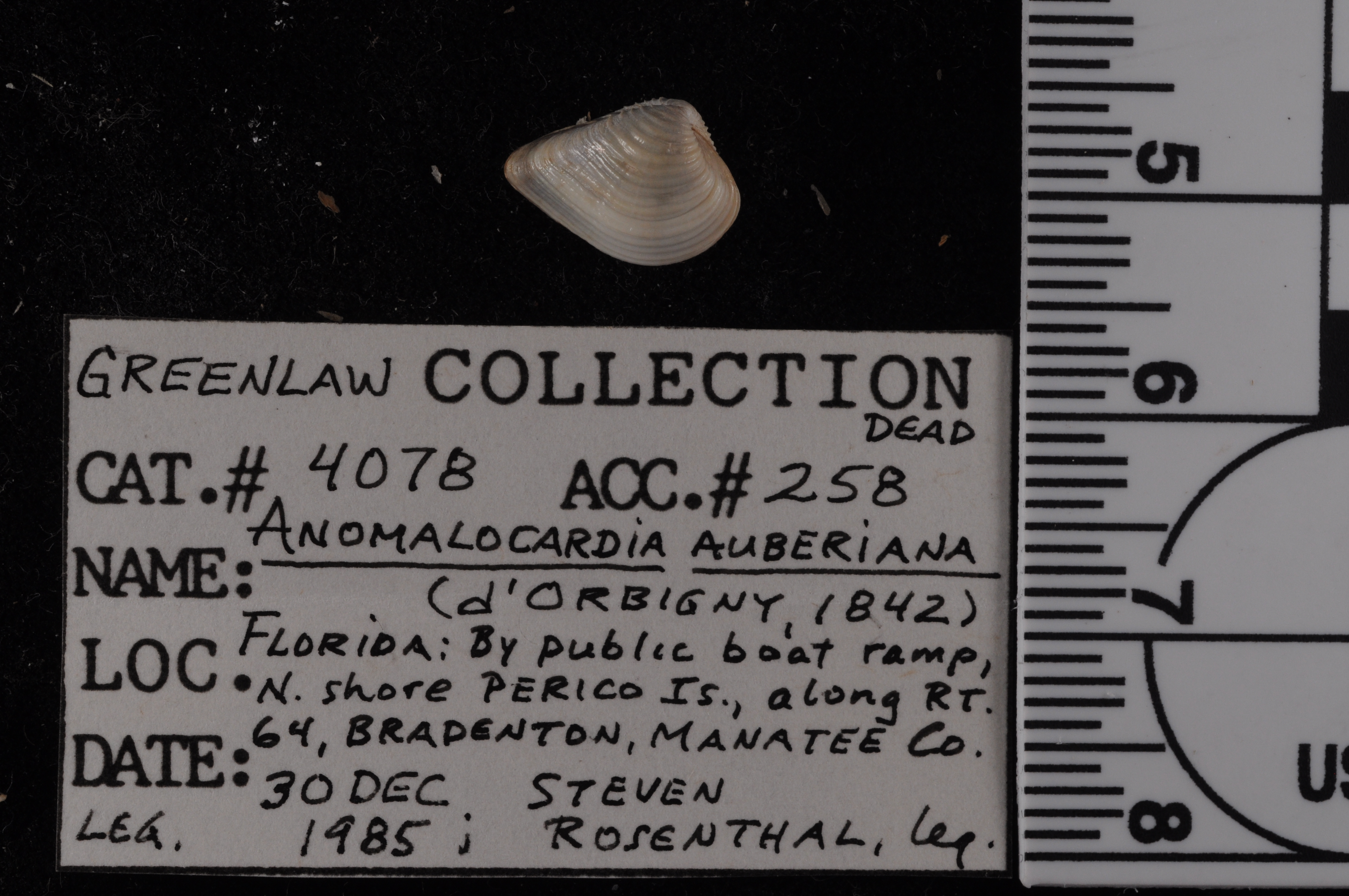 Anomalocardia puella image