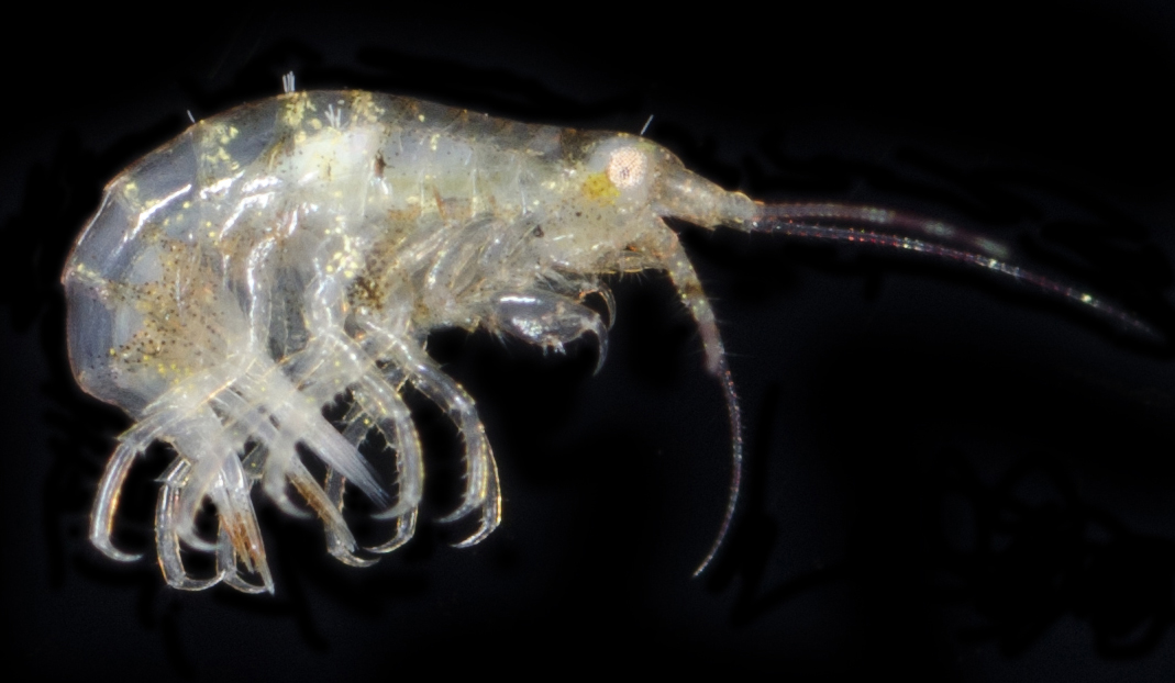 Trachypleustes