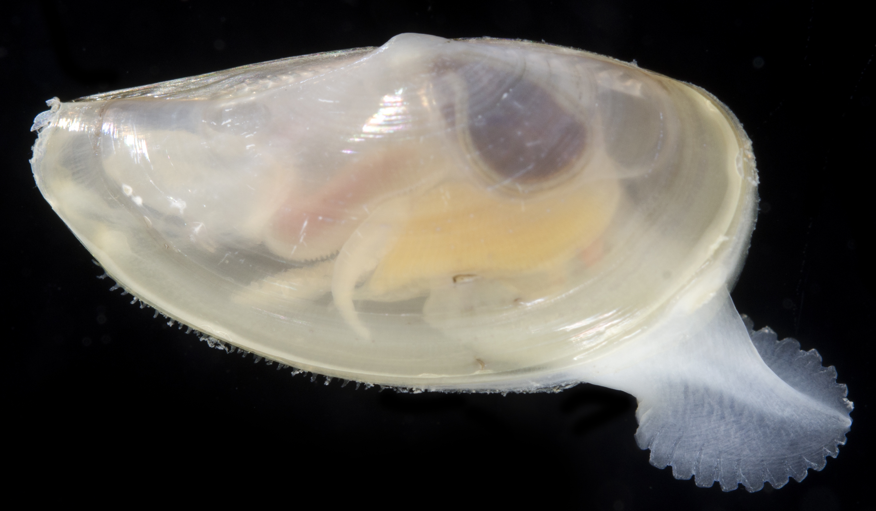 Yoldia limatula