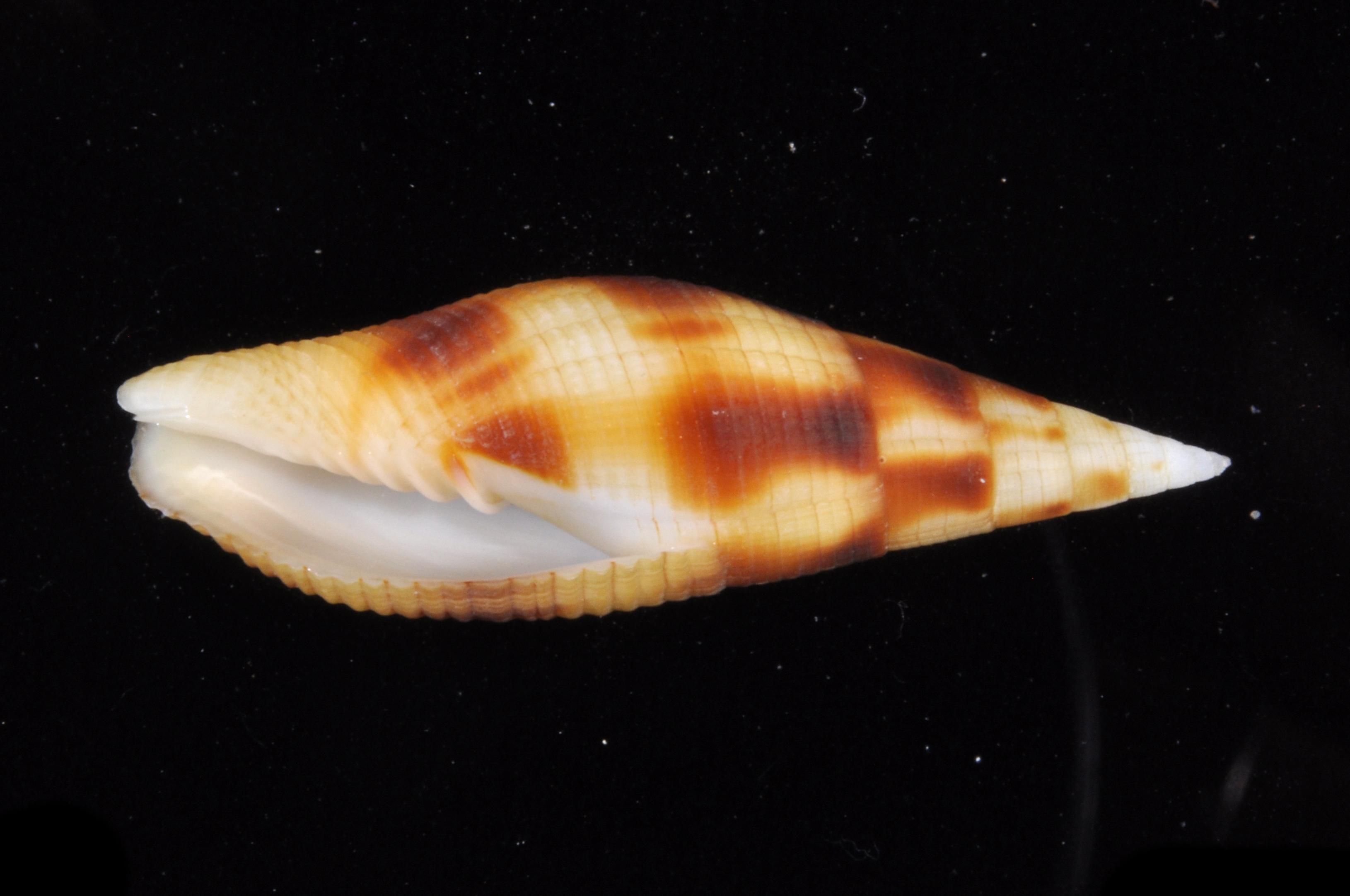 Mitra ustulata