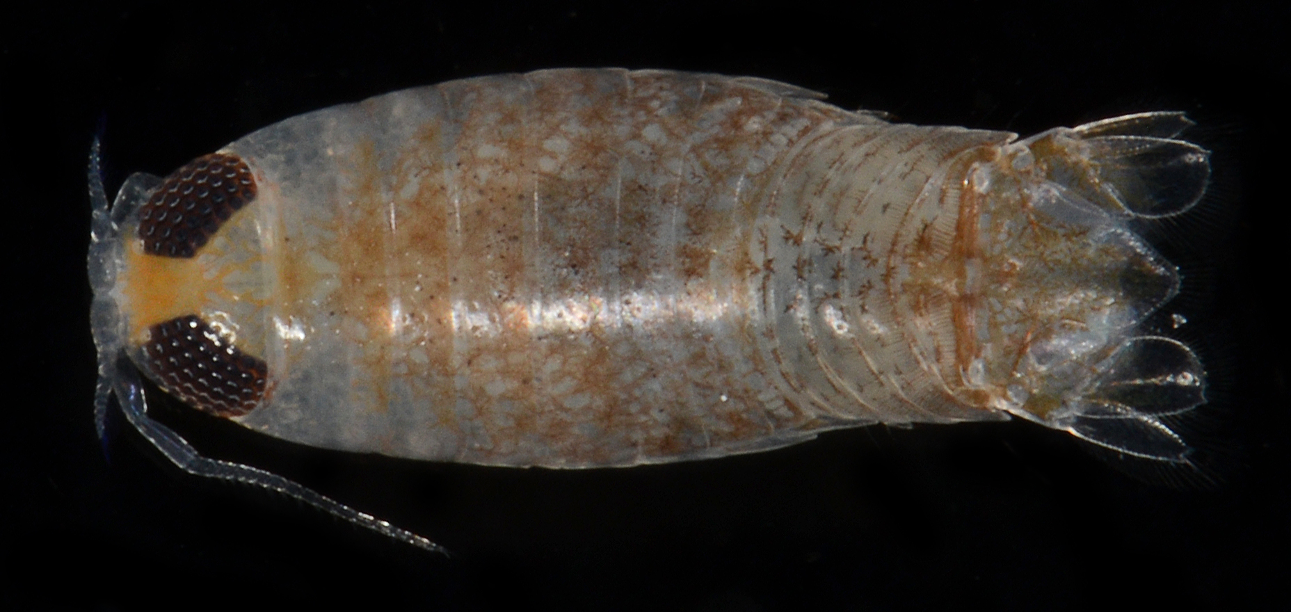 Corallanidae