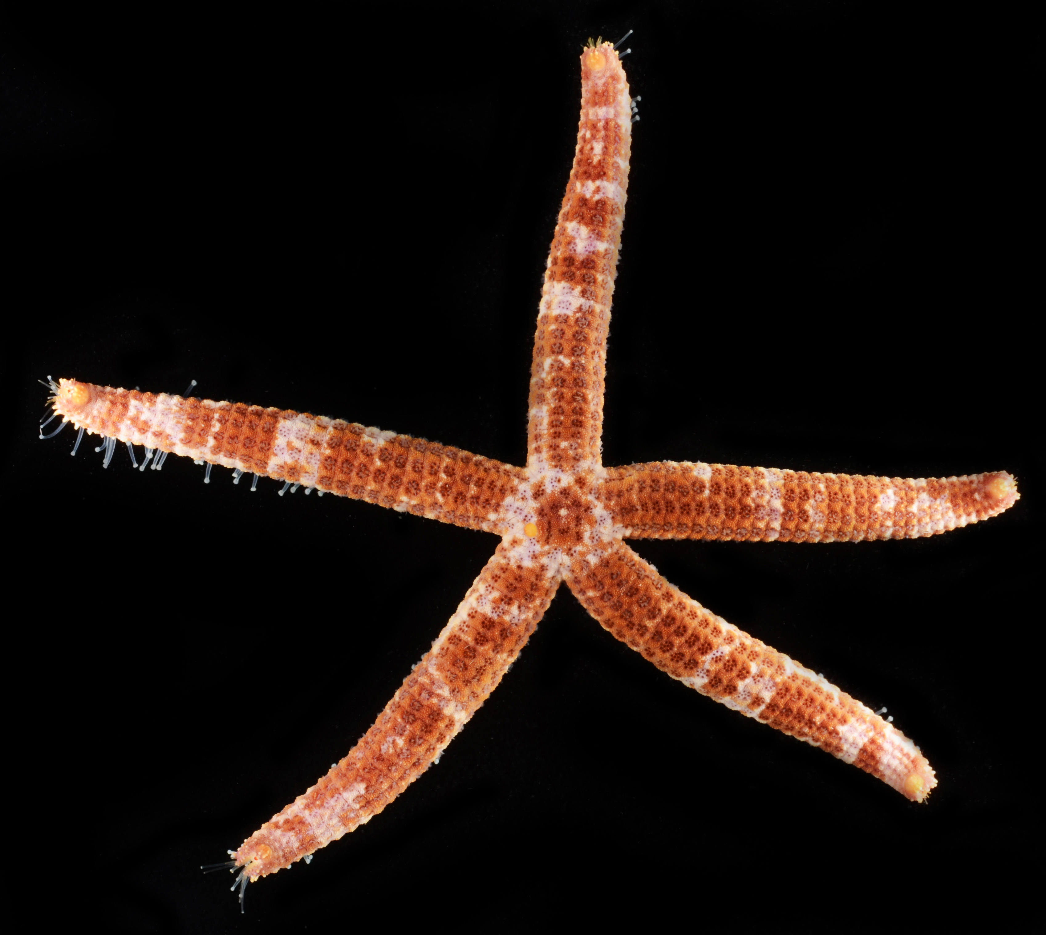 Ophidiaster