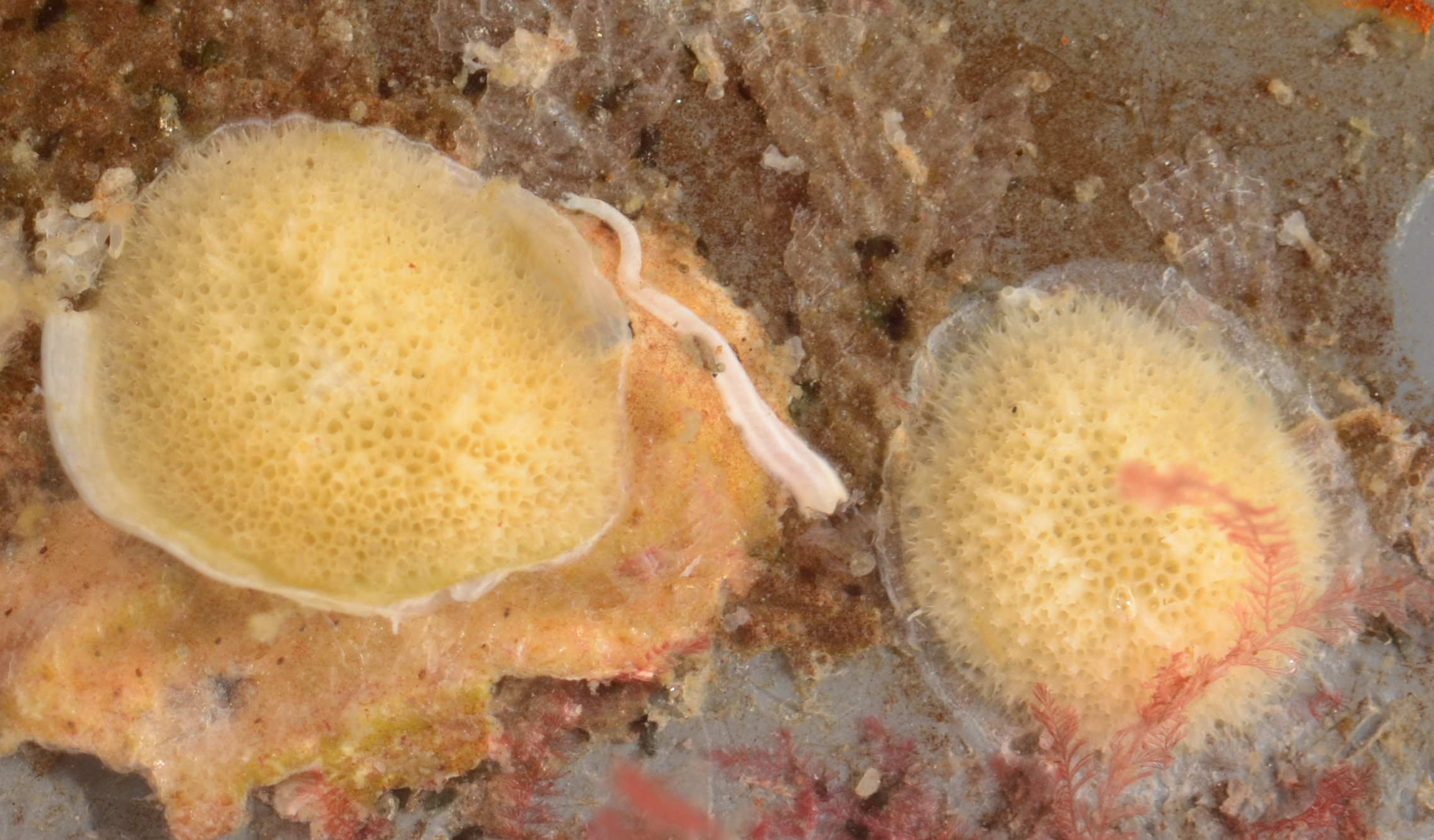 Disporella hispida