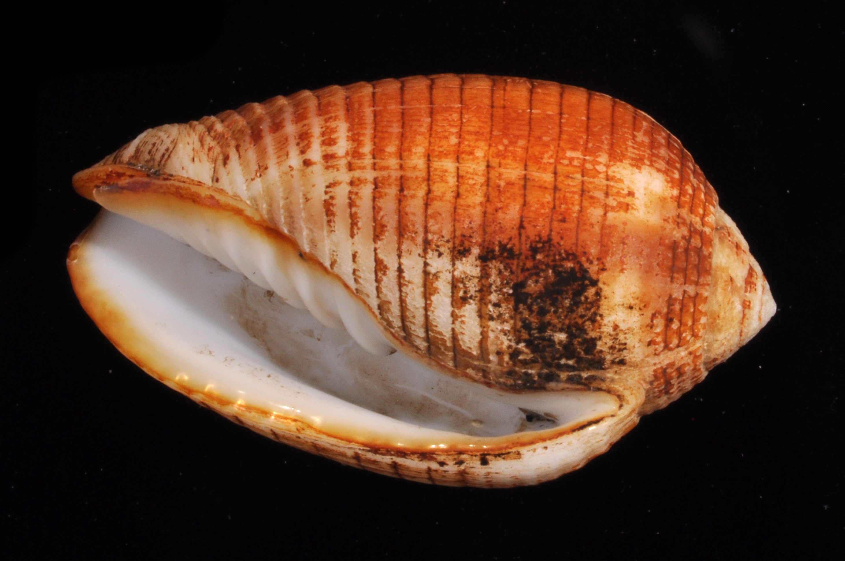 Pterygia dactylus