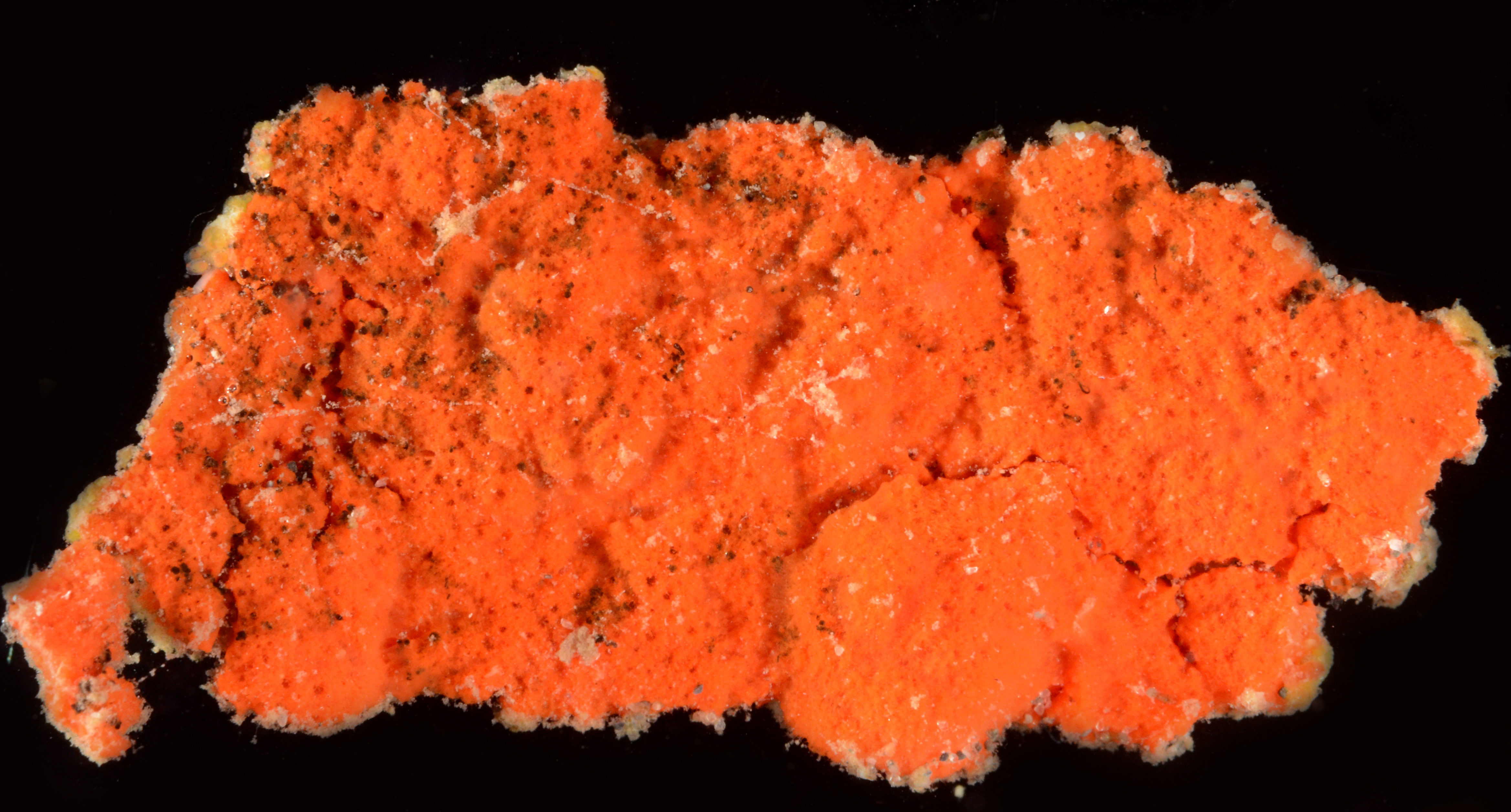 Clathria pennata