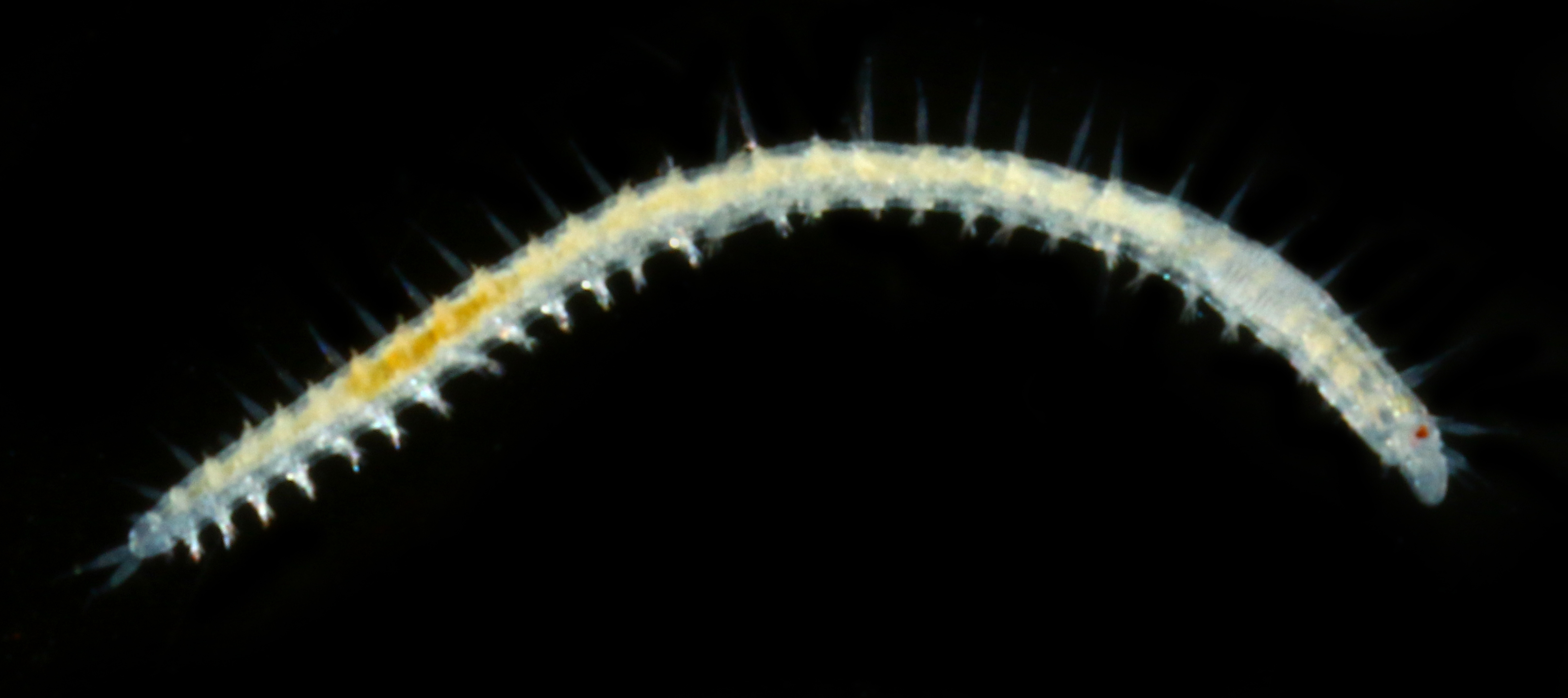 Salvatoria clavata thumbnail