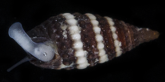 Cerithiopsis ara
