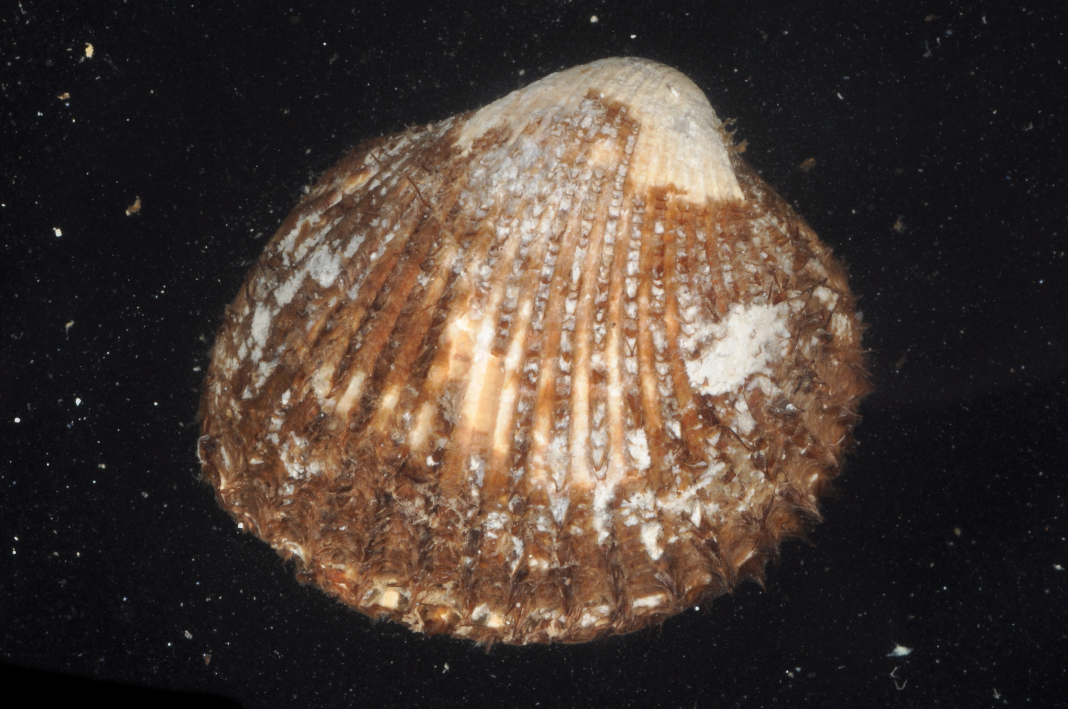 Lunarca ovalis
