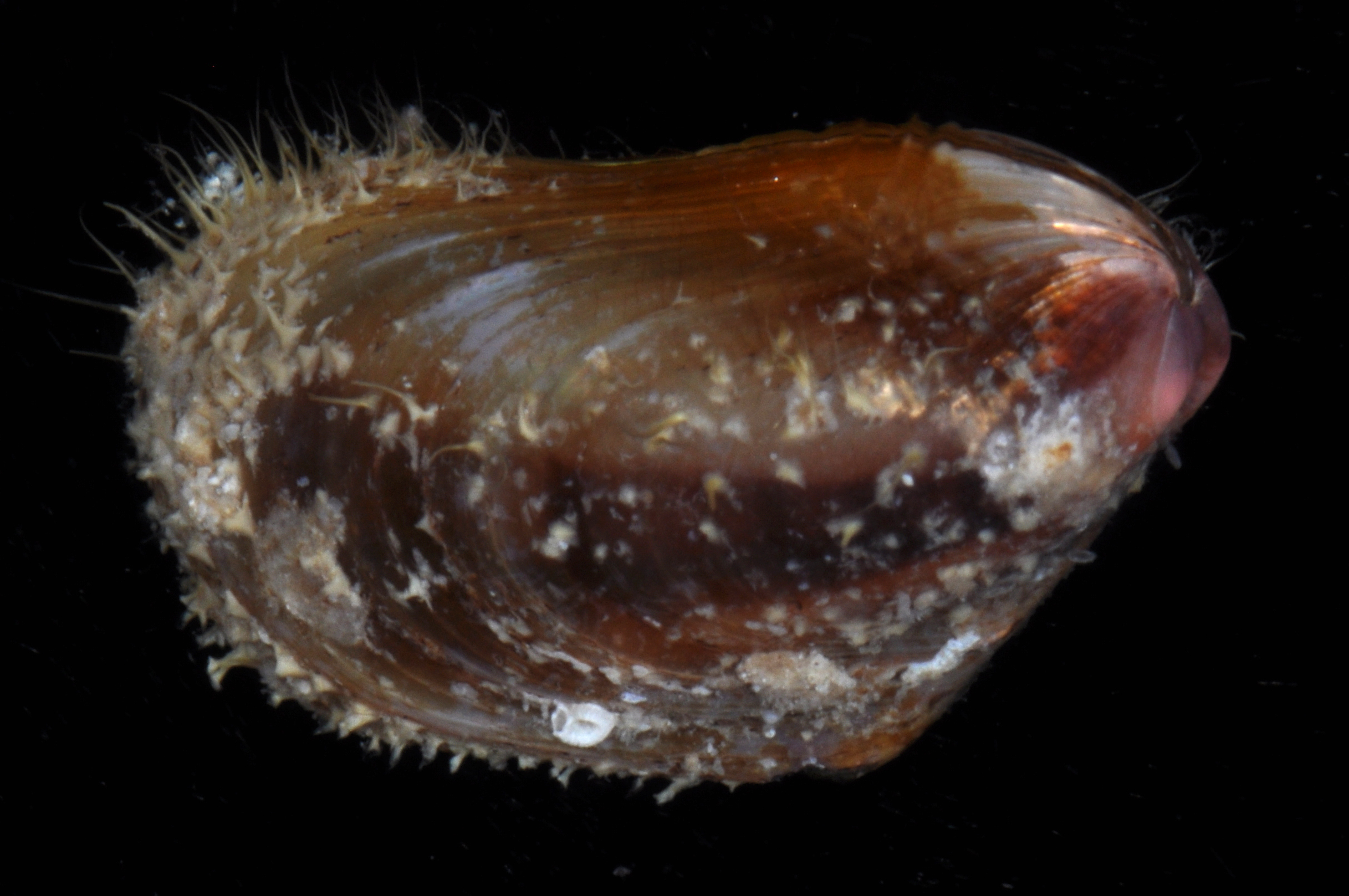 Modiolus auriculatus