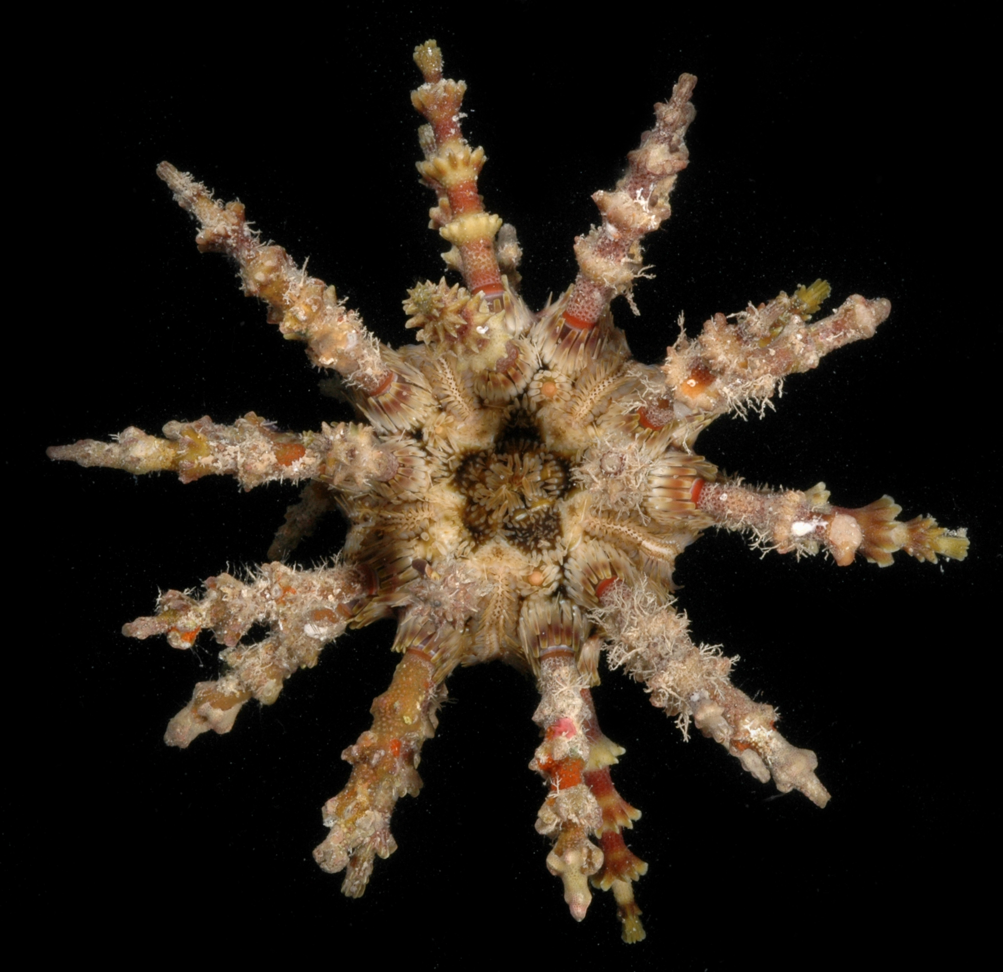 Plococidaris verticillata image