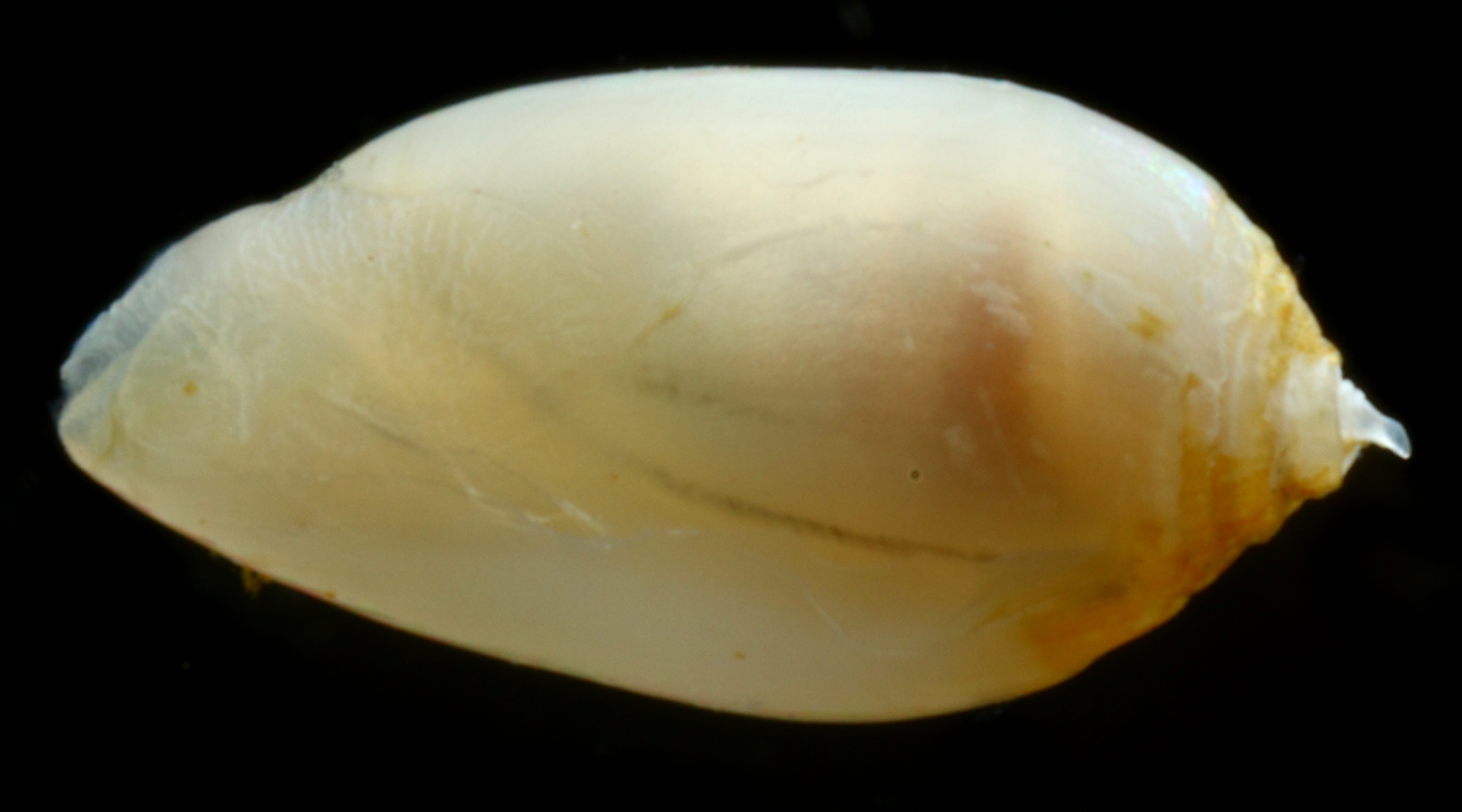 Tornatinidae image