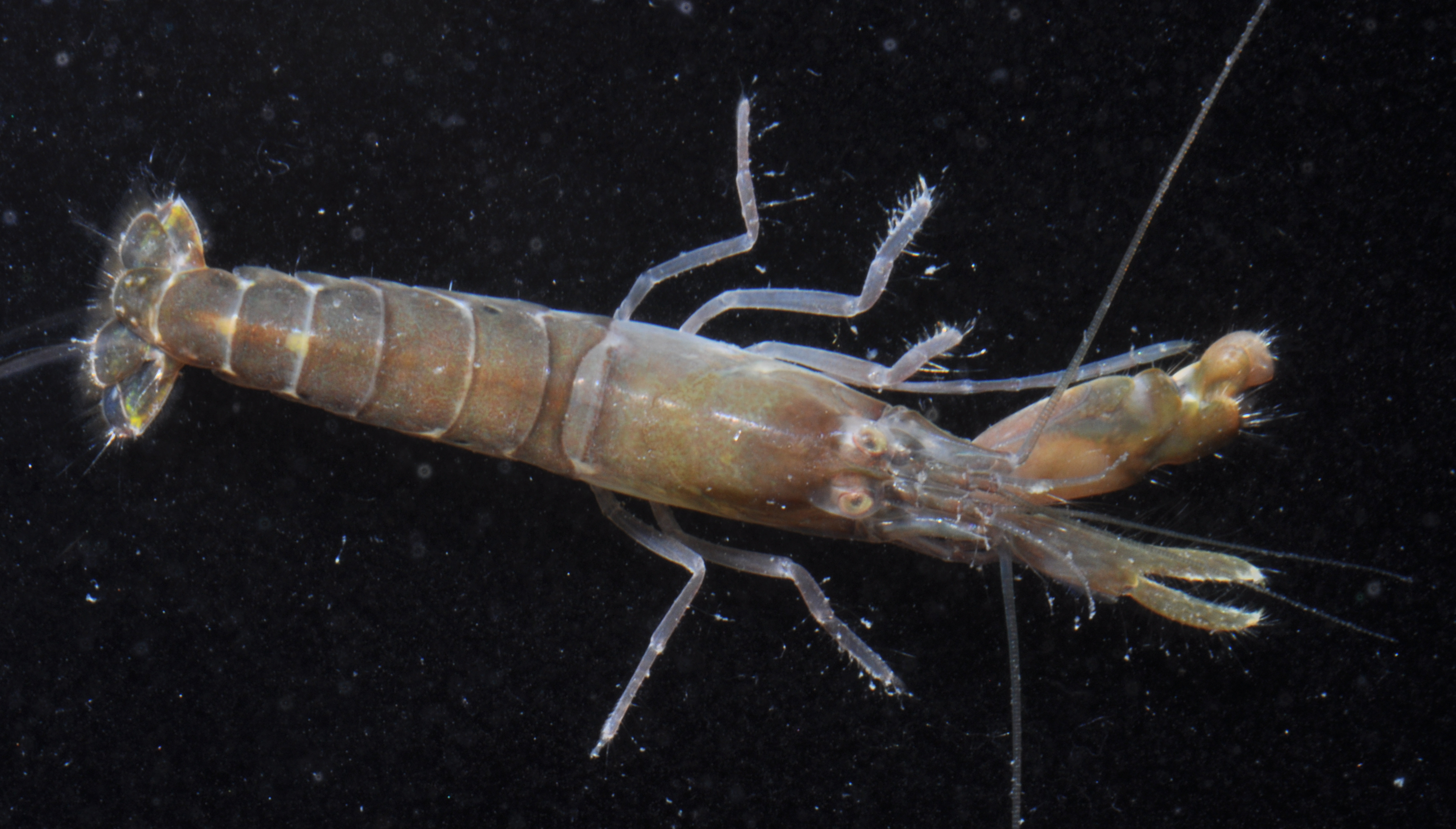 Alpheus armillatus