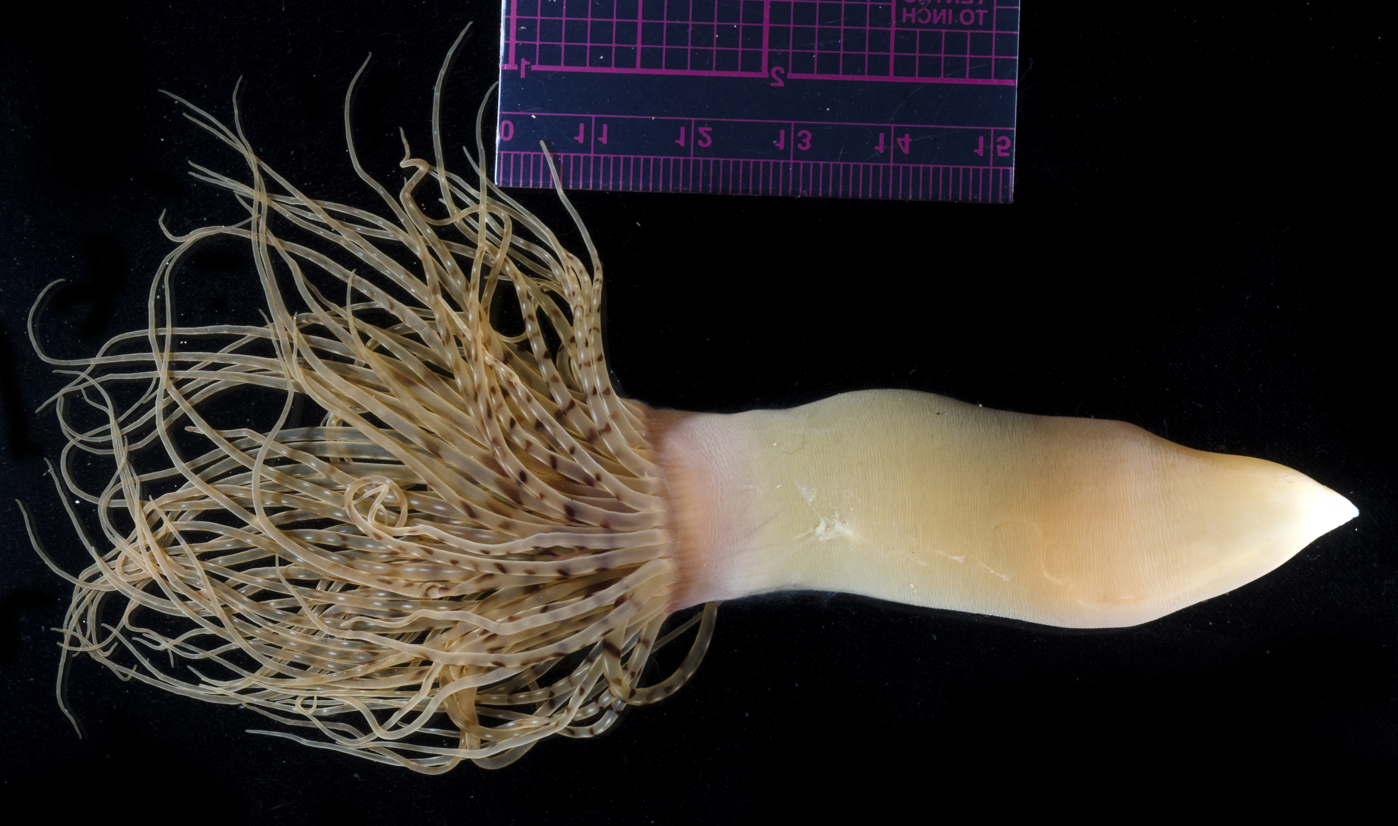 Pachycerianthus fimbriatus thumbnail