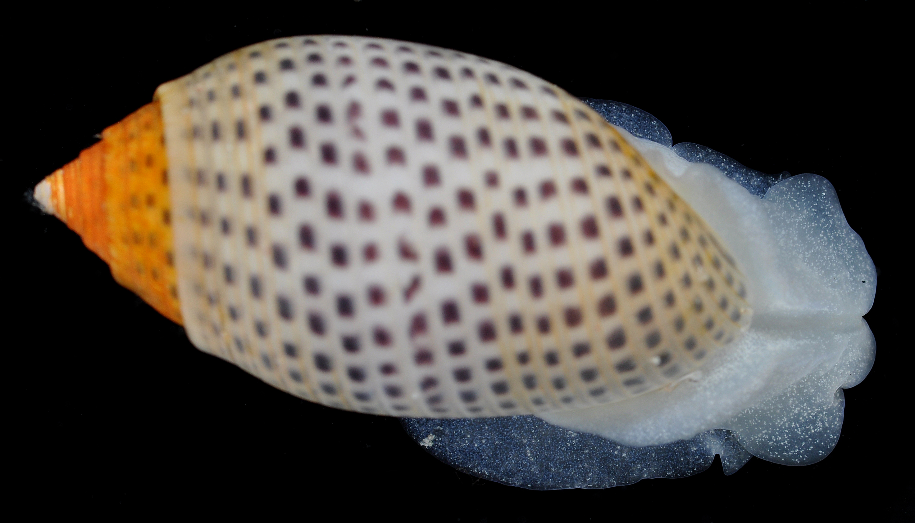 Acteonidae image