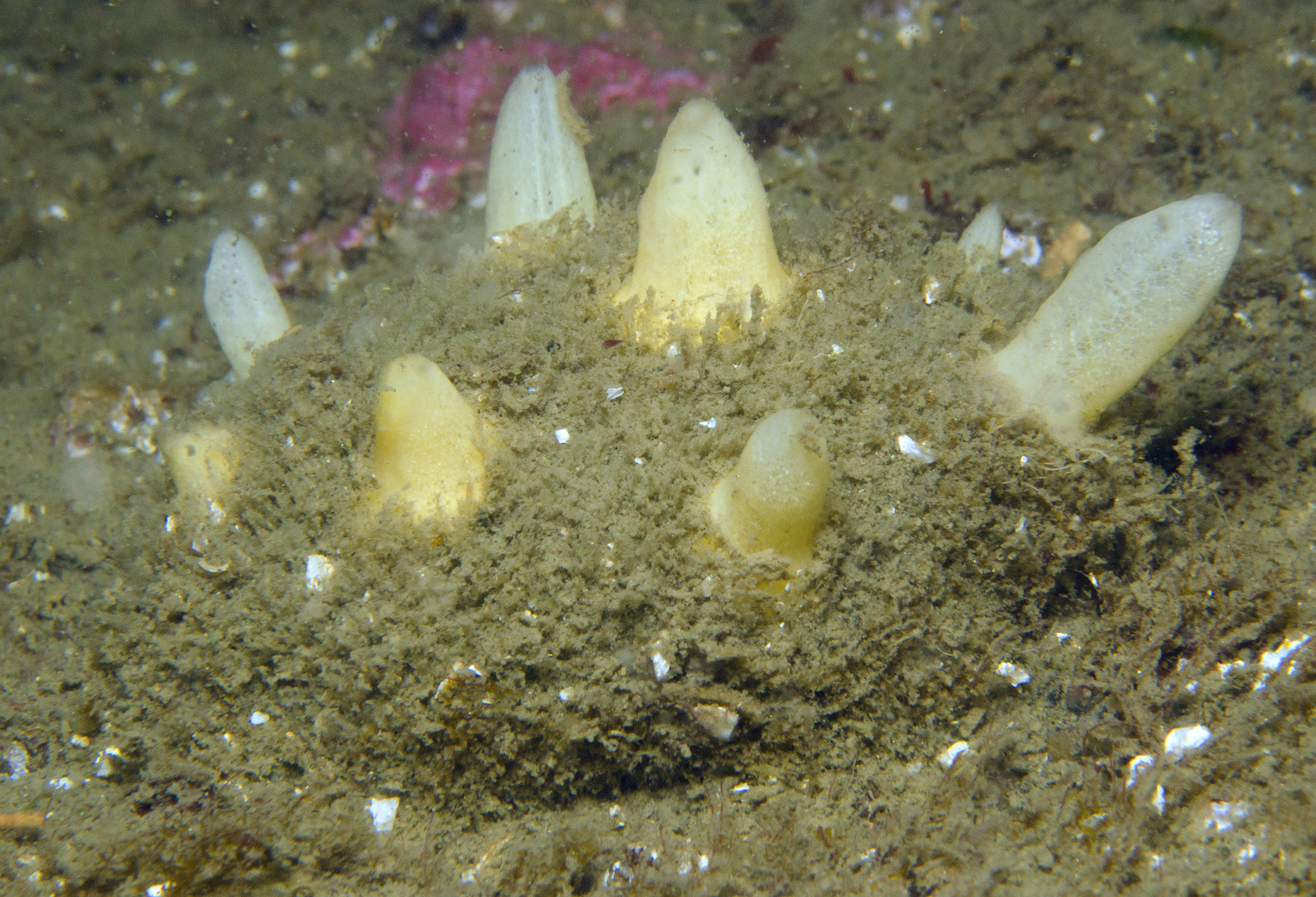 Heteroscleromorpha