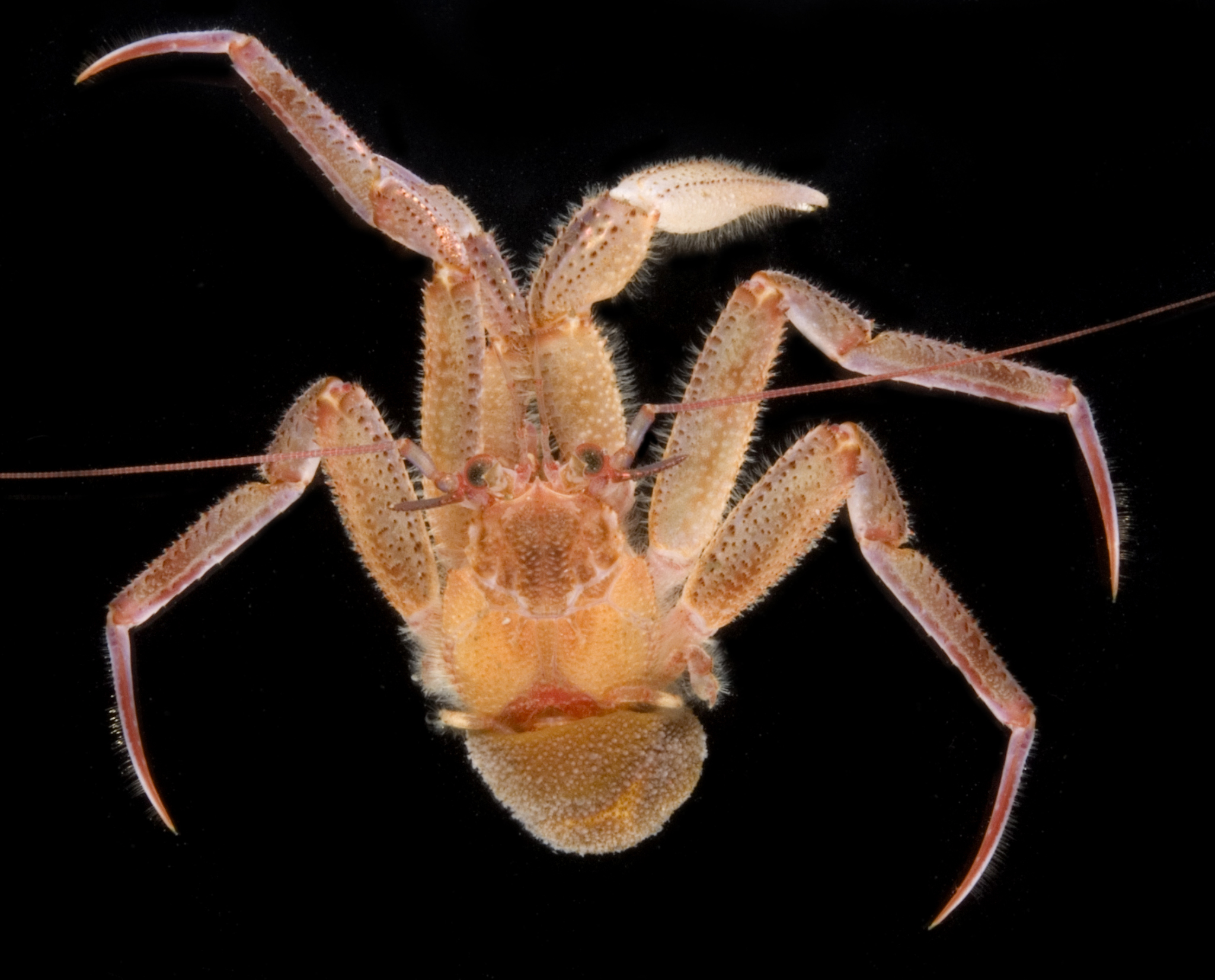 Labidochirus splendescens (Owen, 1839)