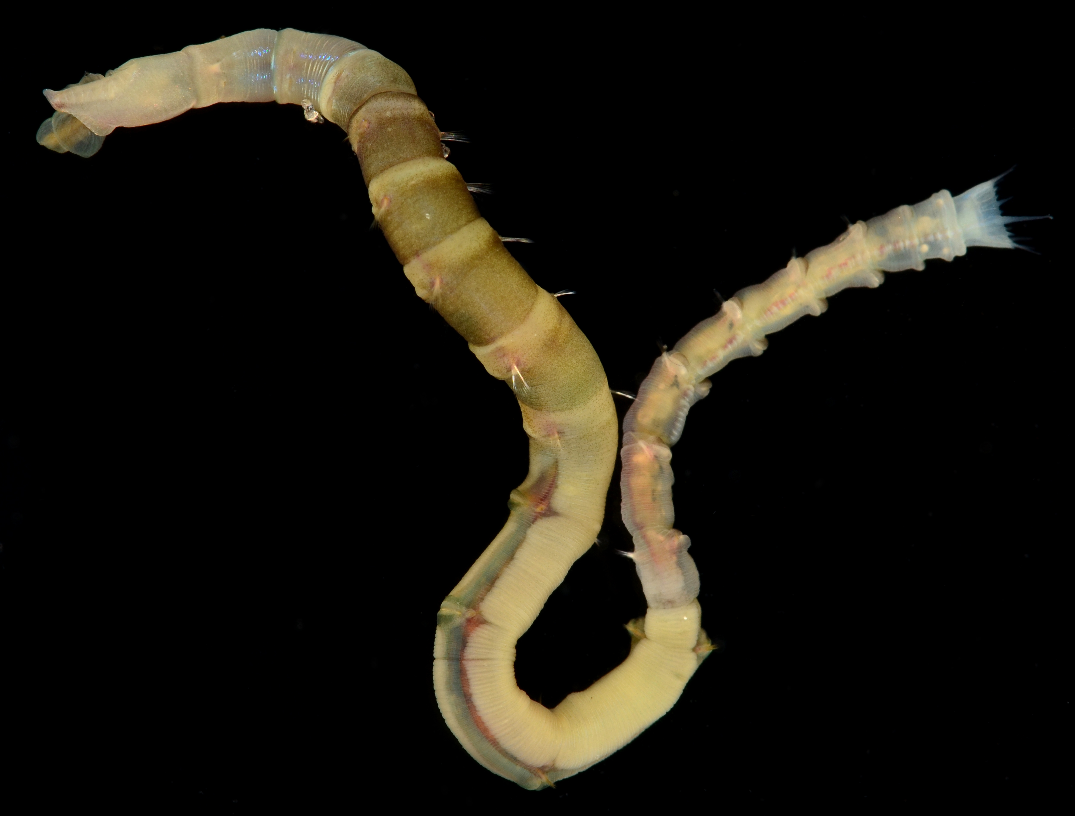 Clymenella mucosa image