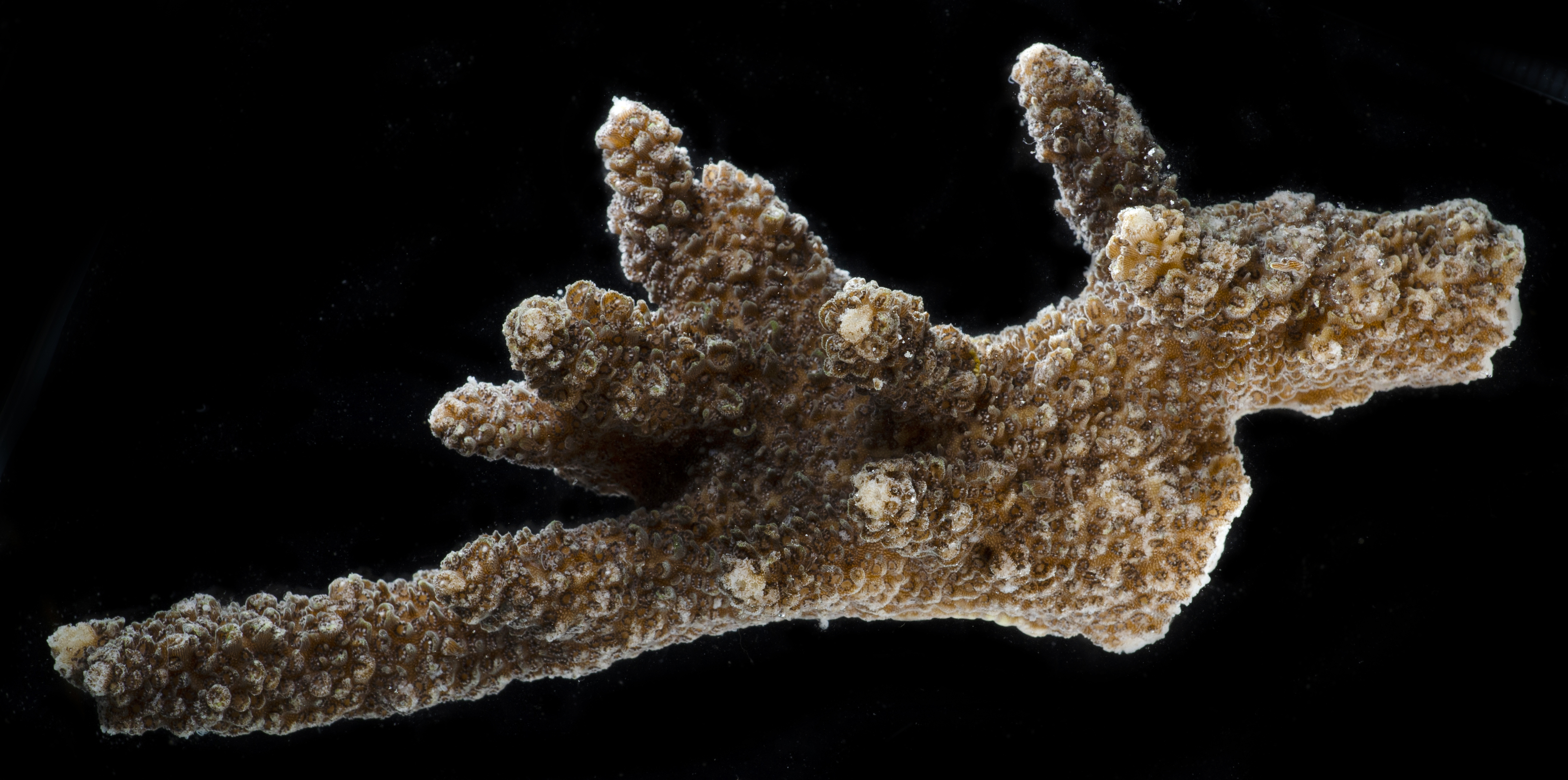 Acropora downingi image