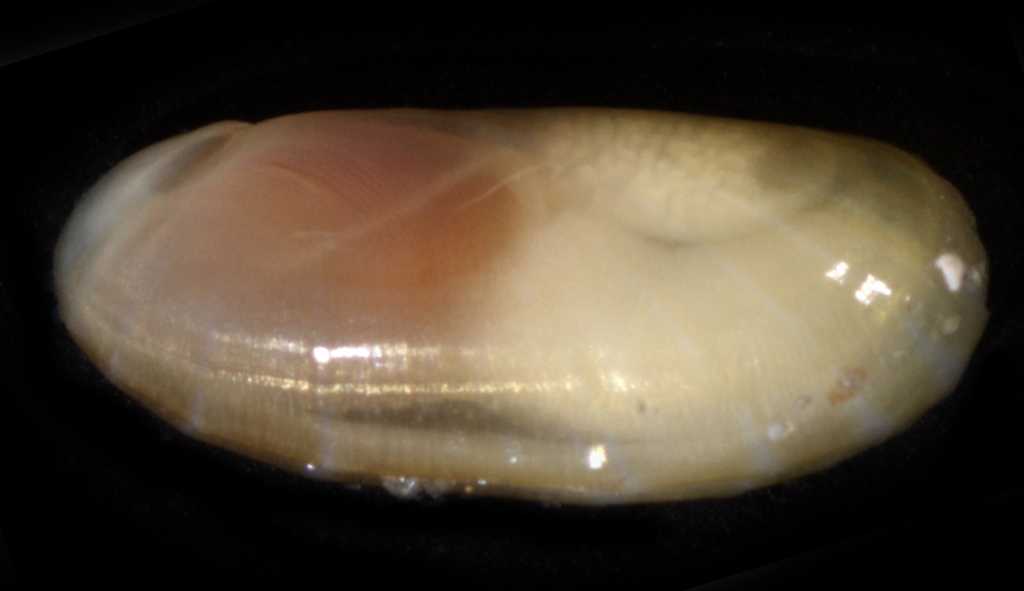 Solemya occidentalis