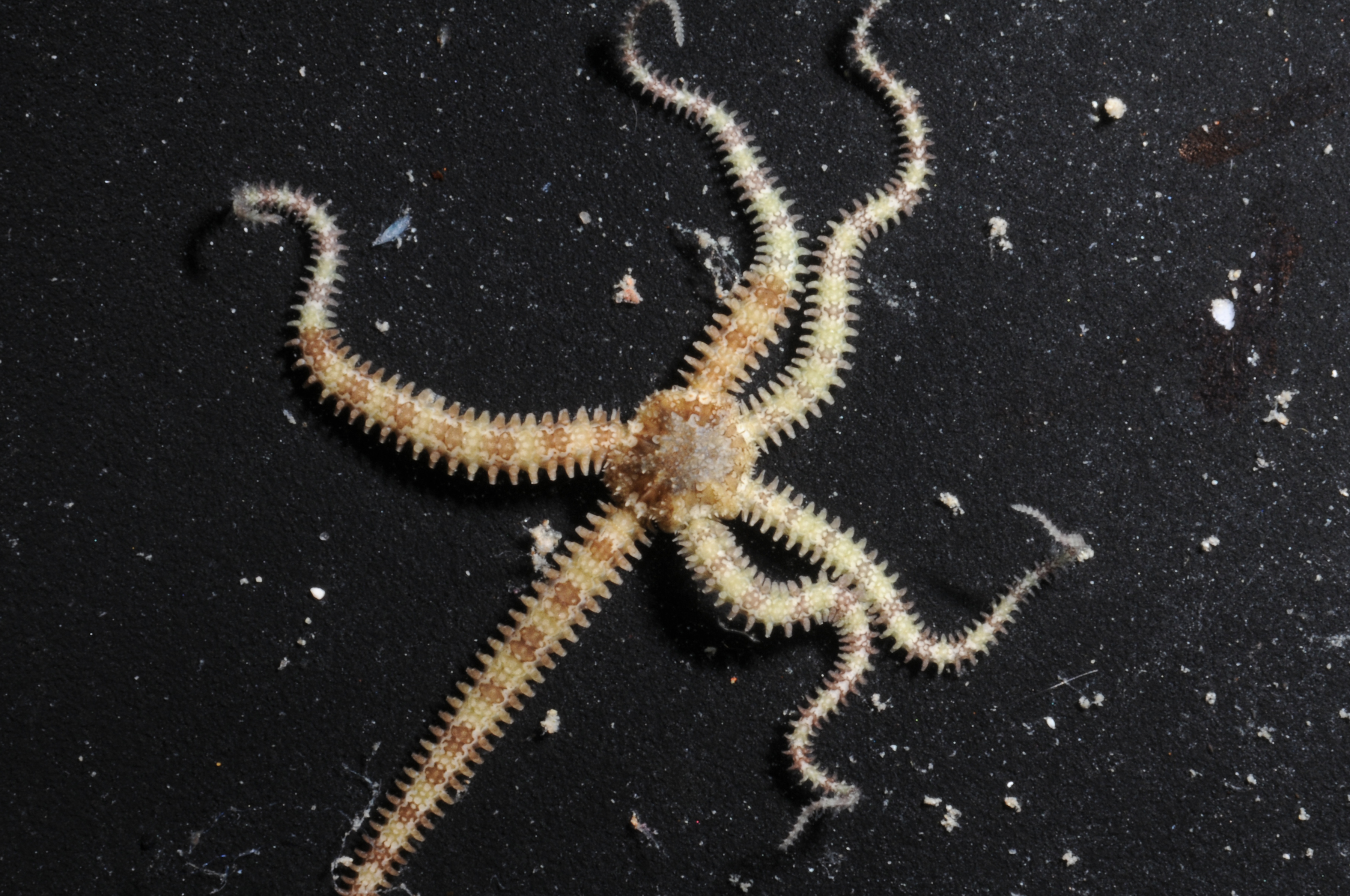 Ophiactidae image
