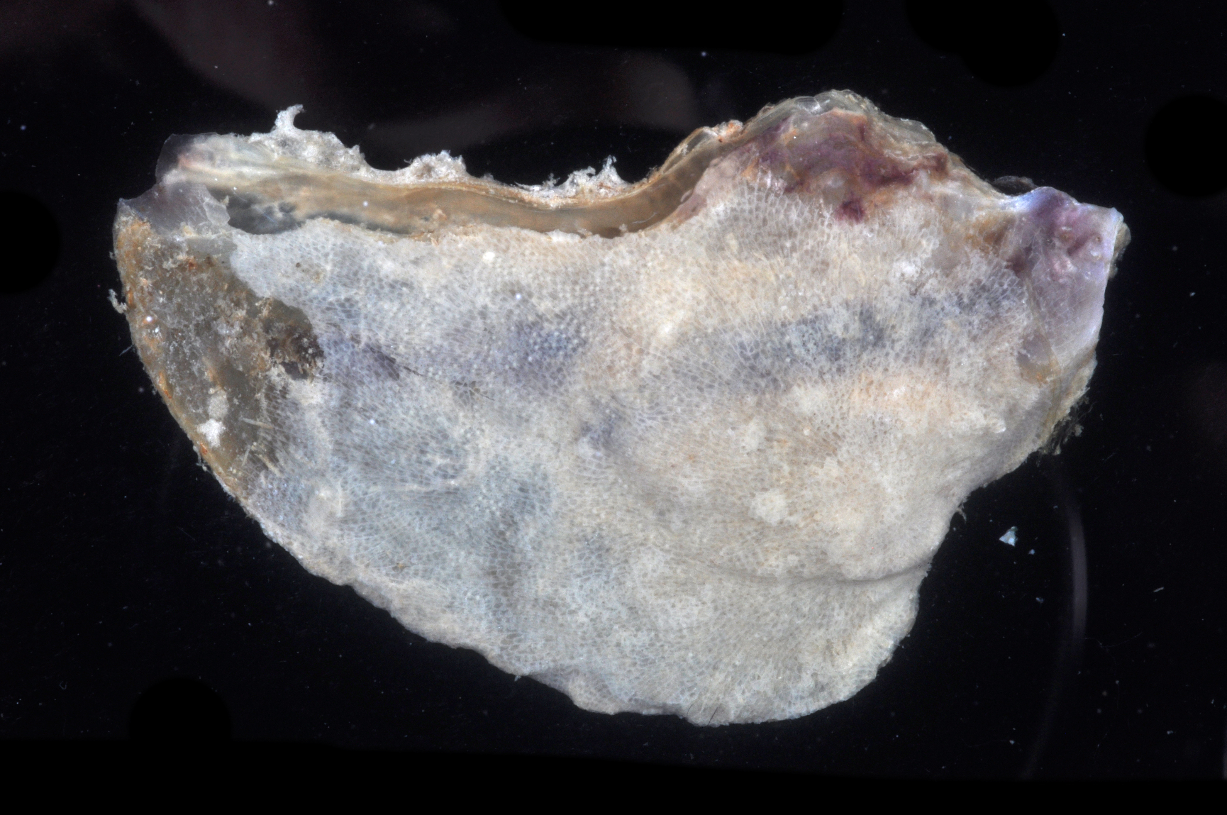 Malleus regula