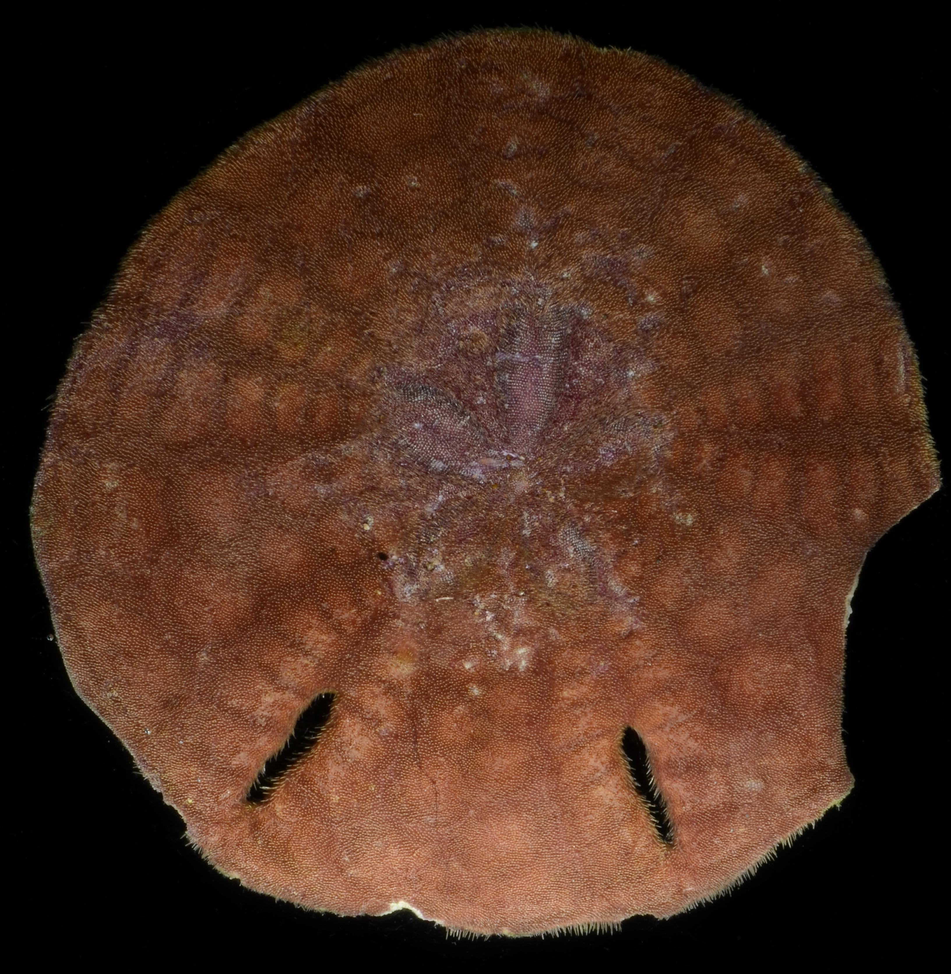 Echinodiscus image