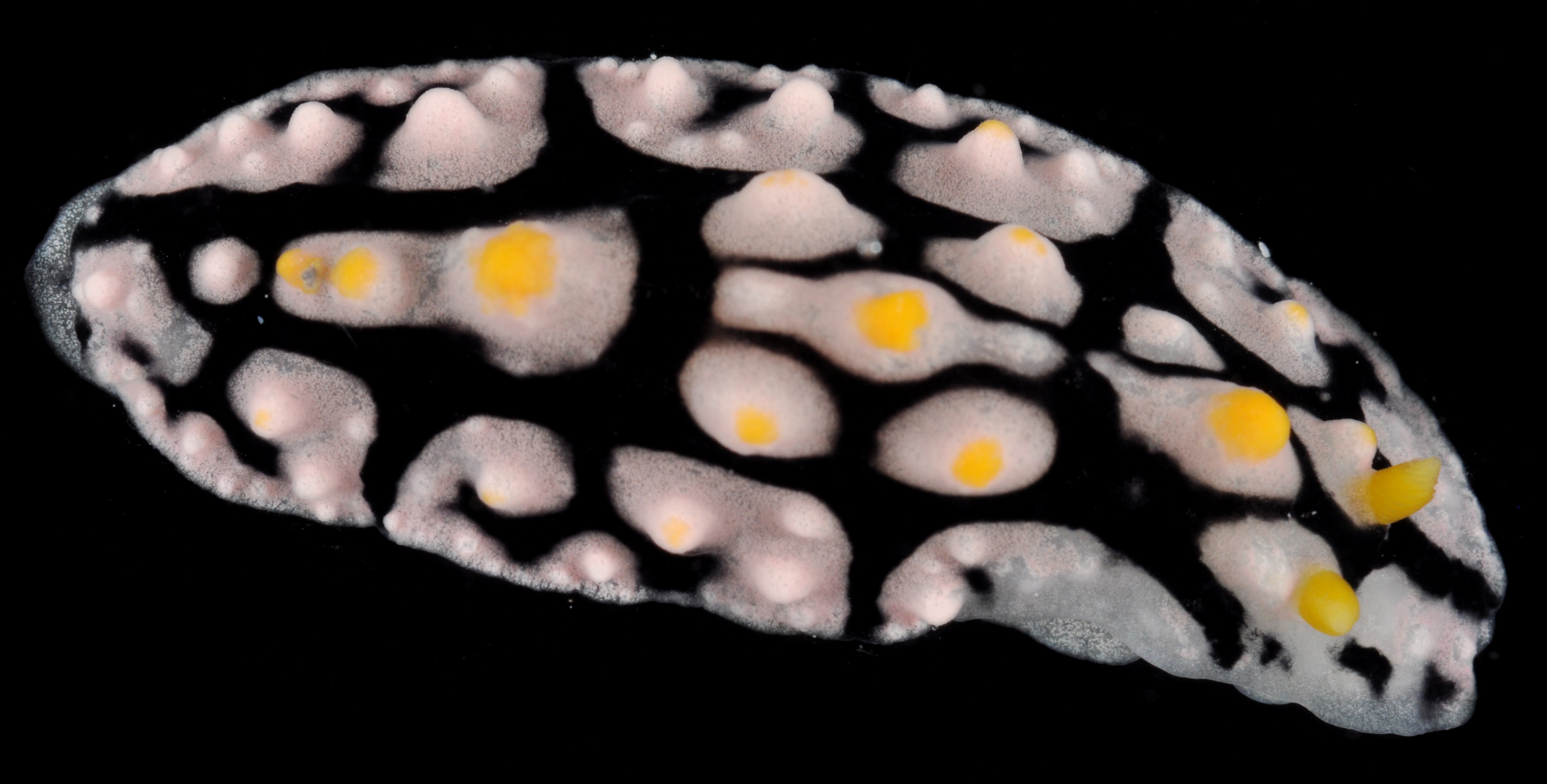 Phyllidia elegans image