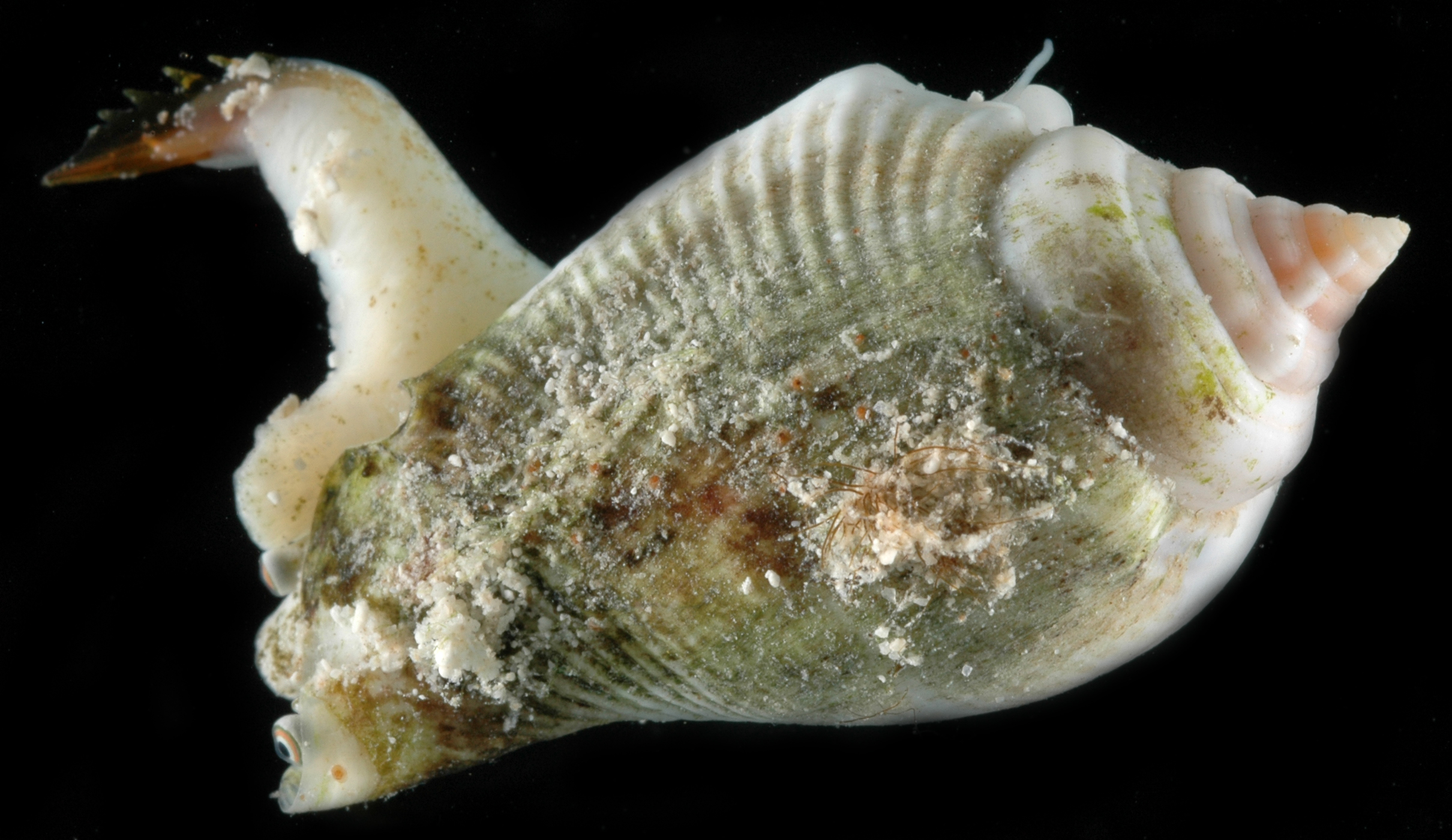 Gibberulus gibberulus image