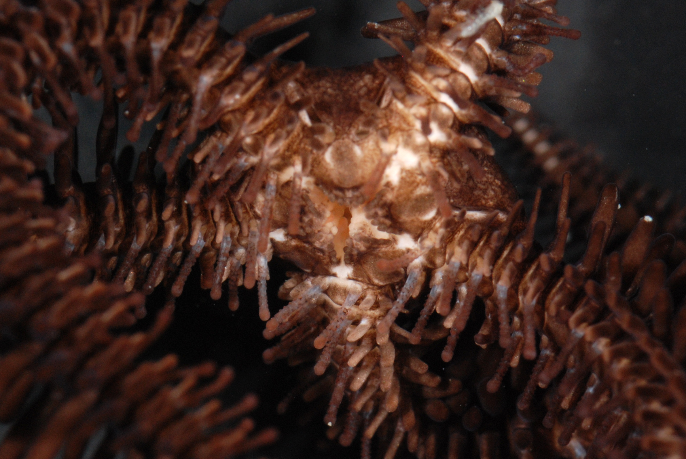 Ophiocoma cynthiae image