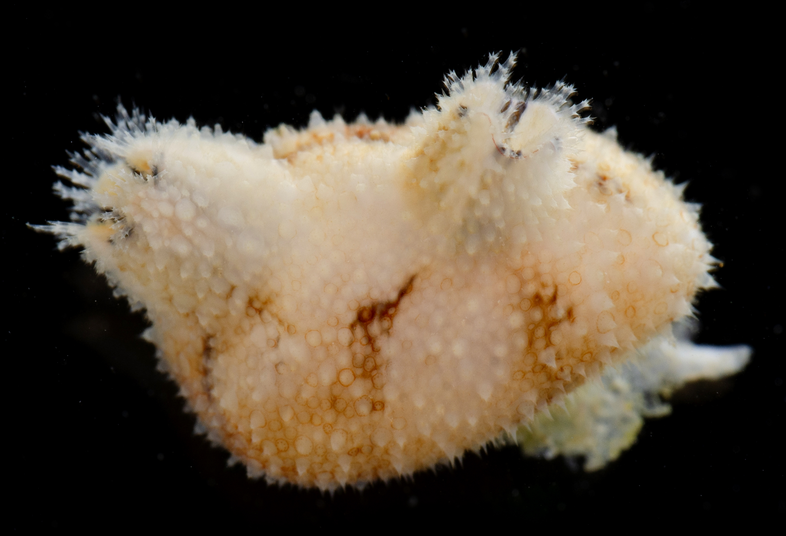 Halocynthia spinosa image