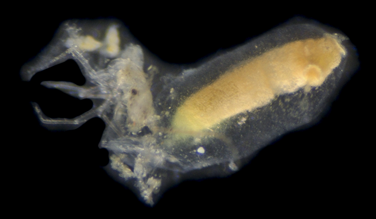 Euherdmania claviformis