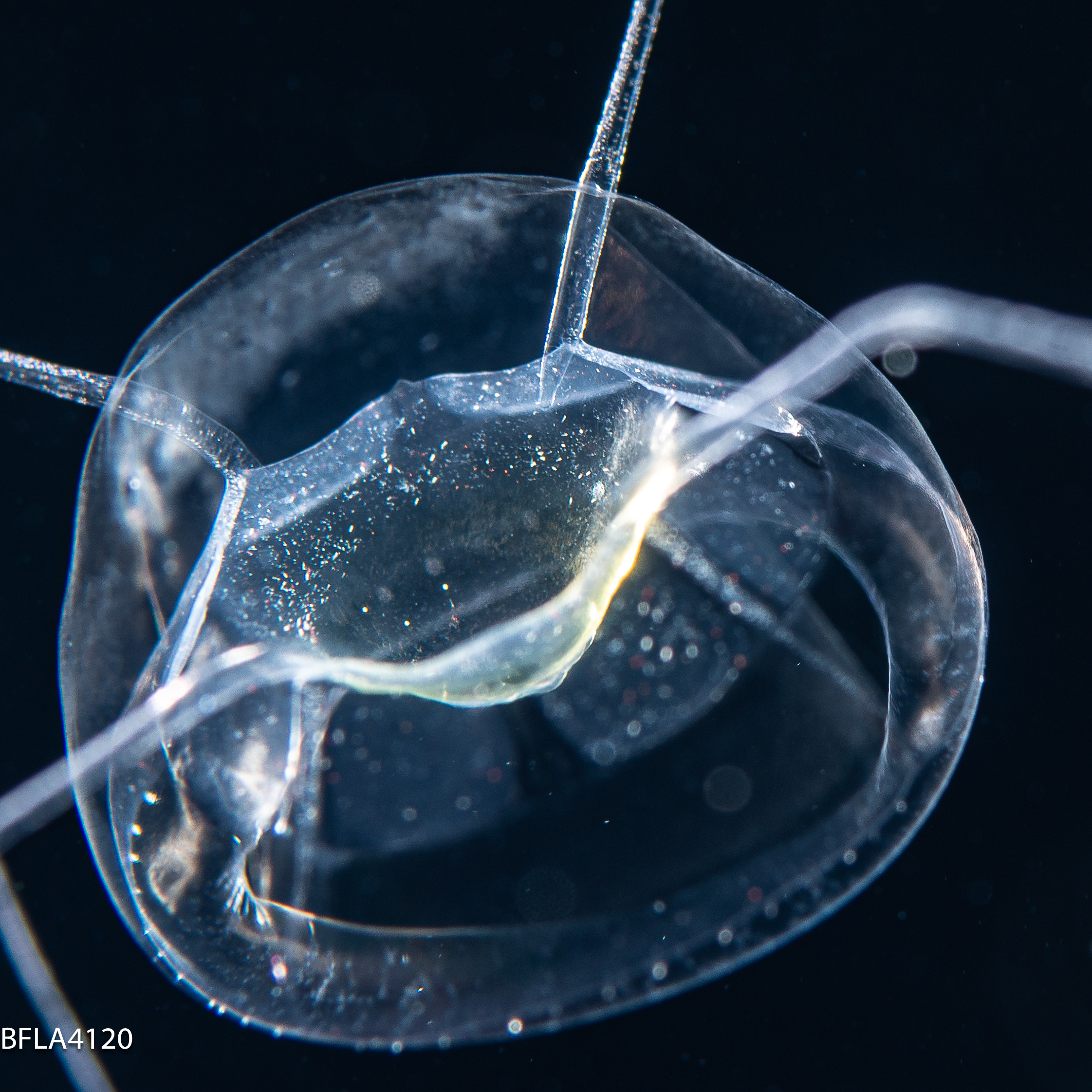 Pseudaegina rhodina