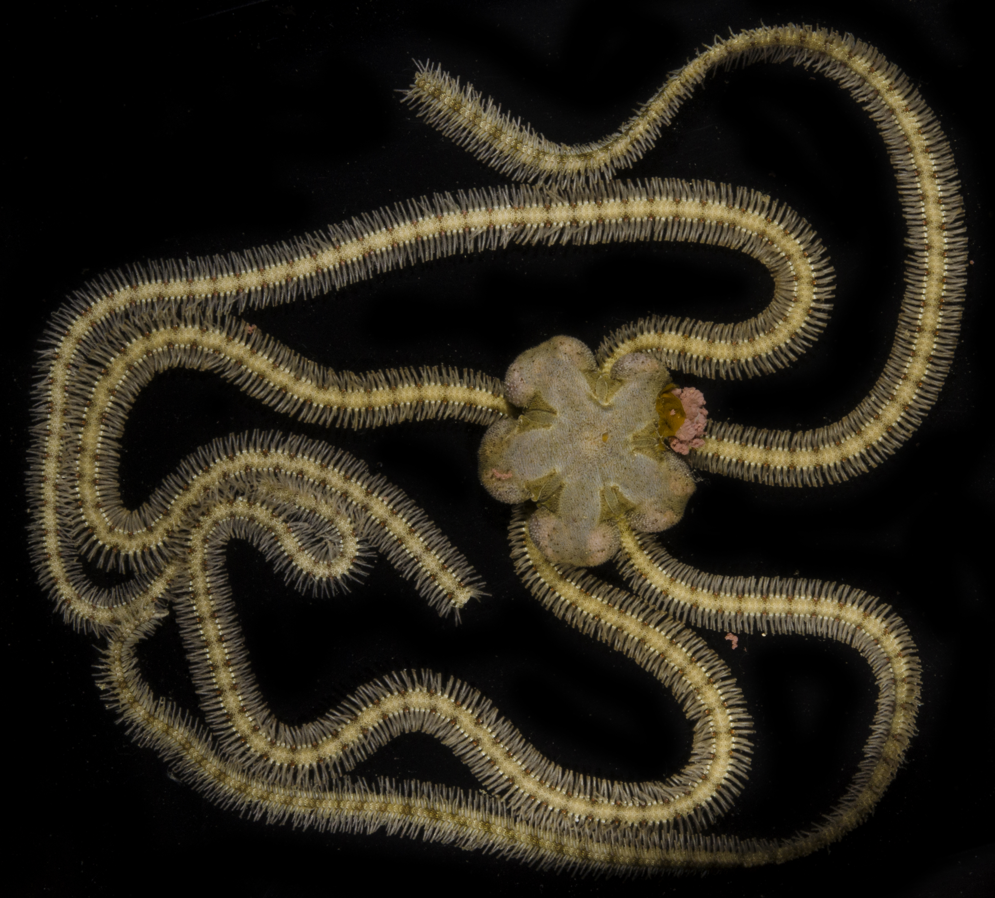 Macrophiothrix