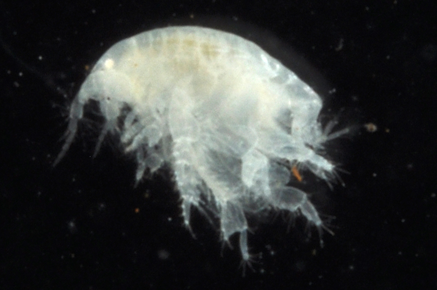 Acanthohaustorius